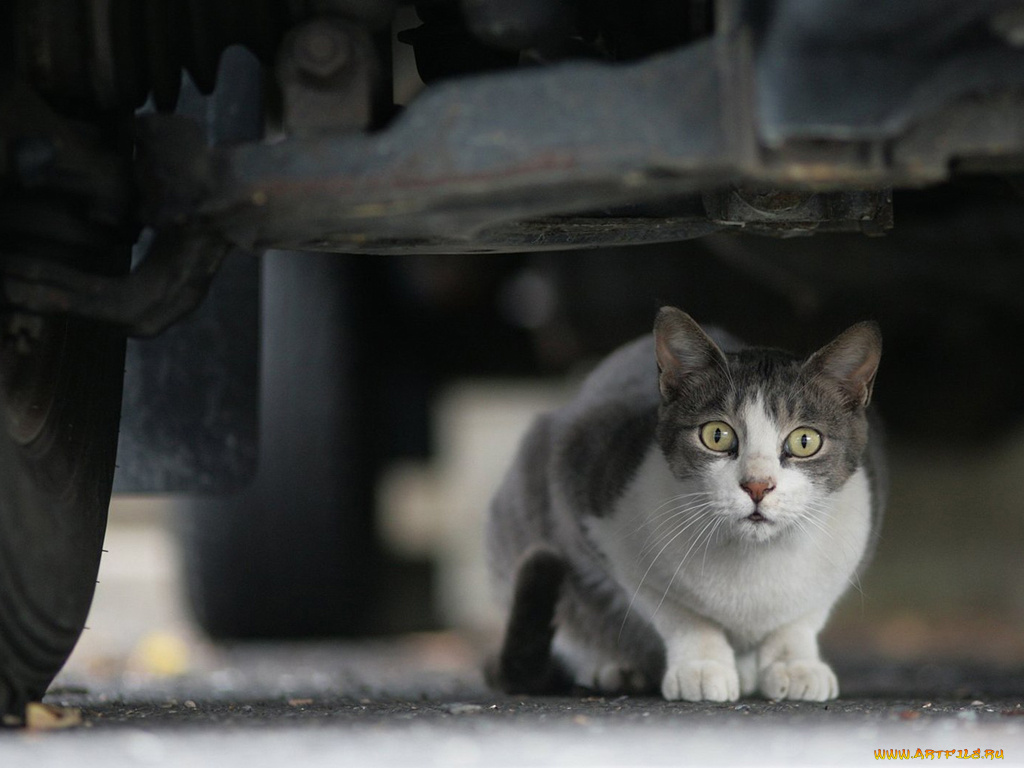 животные, коты