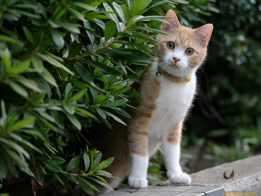 животные, коты