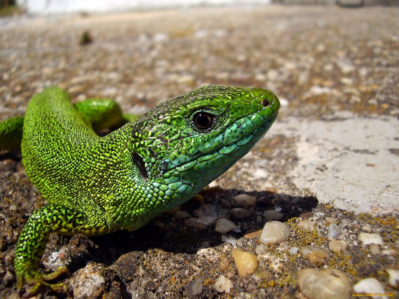 животные, Ящерицы, игуаны, вараны