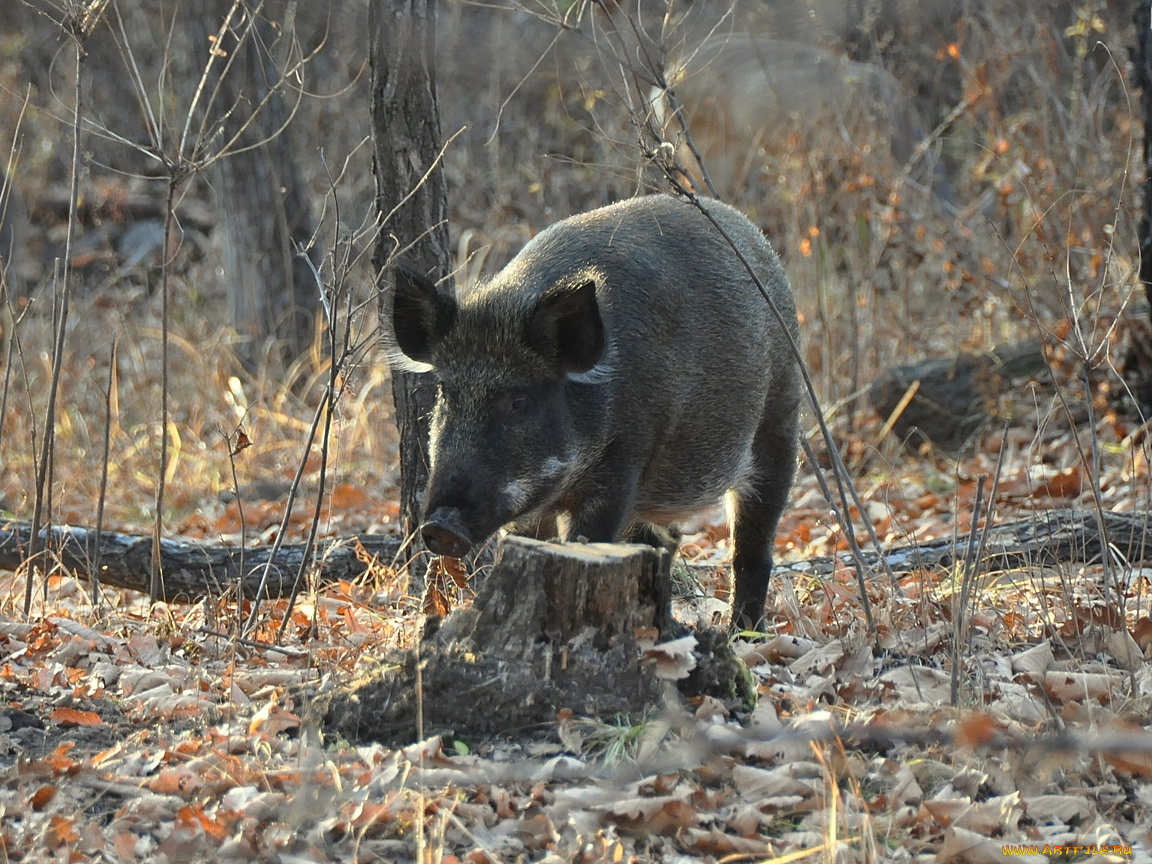 животные, свиньи, кабаны