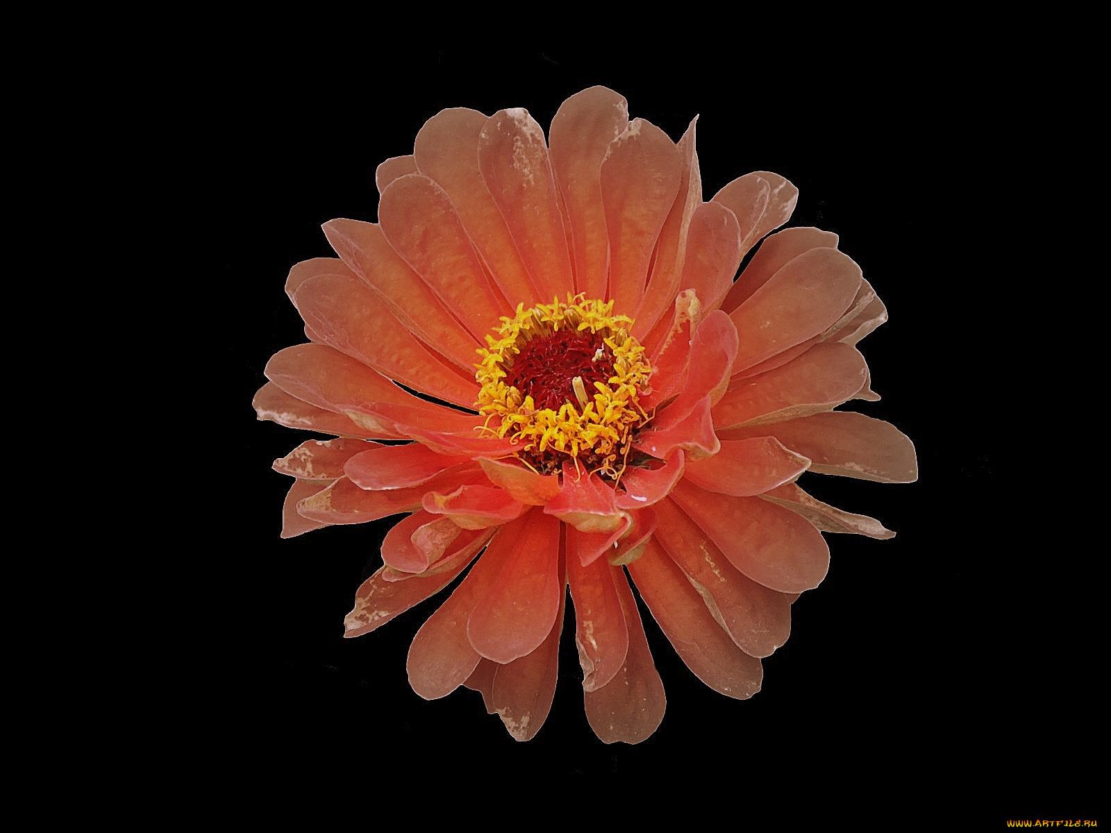 цветы, цинния