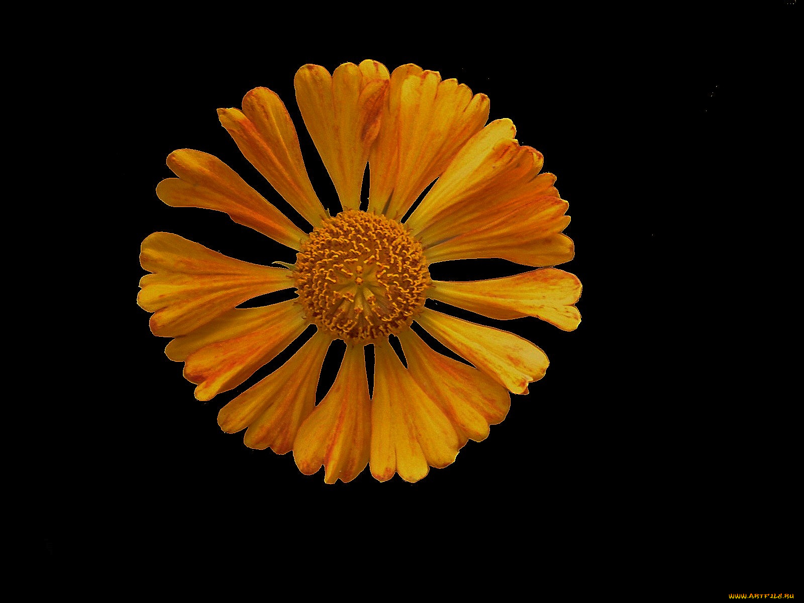 цветы, гайлардии, гелениумы