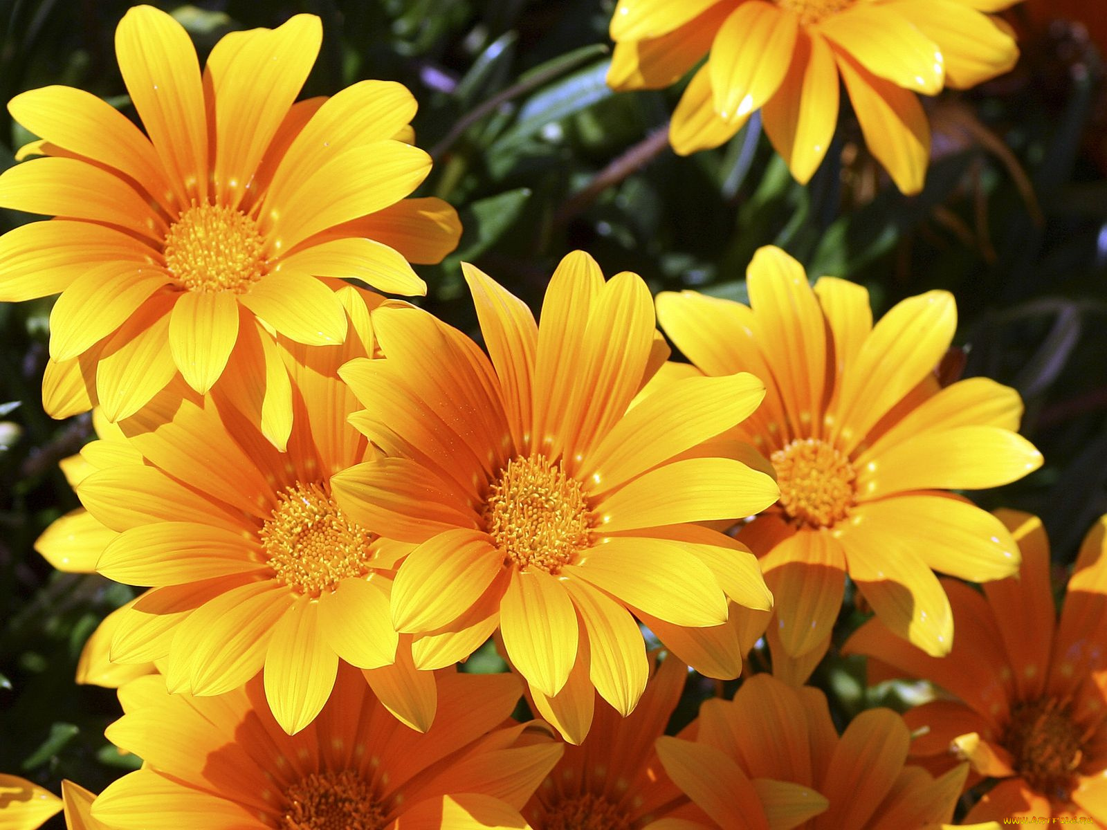 цветы, газания