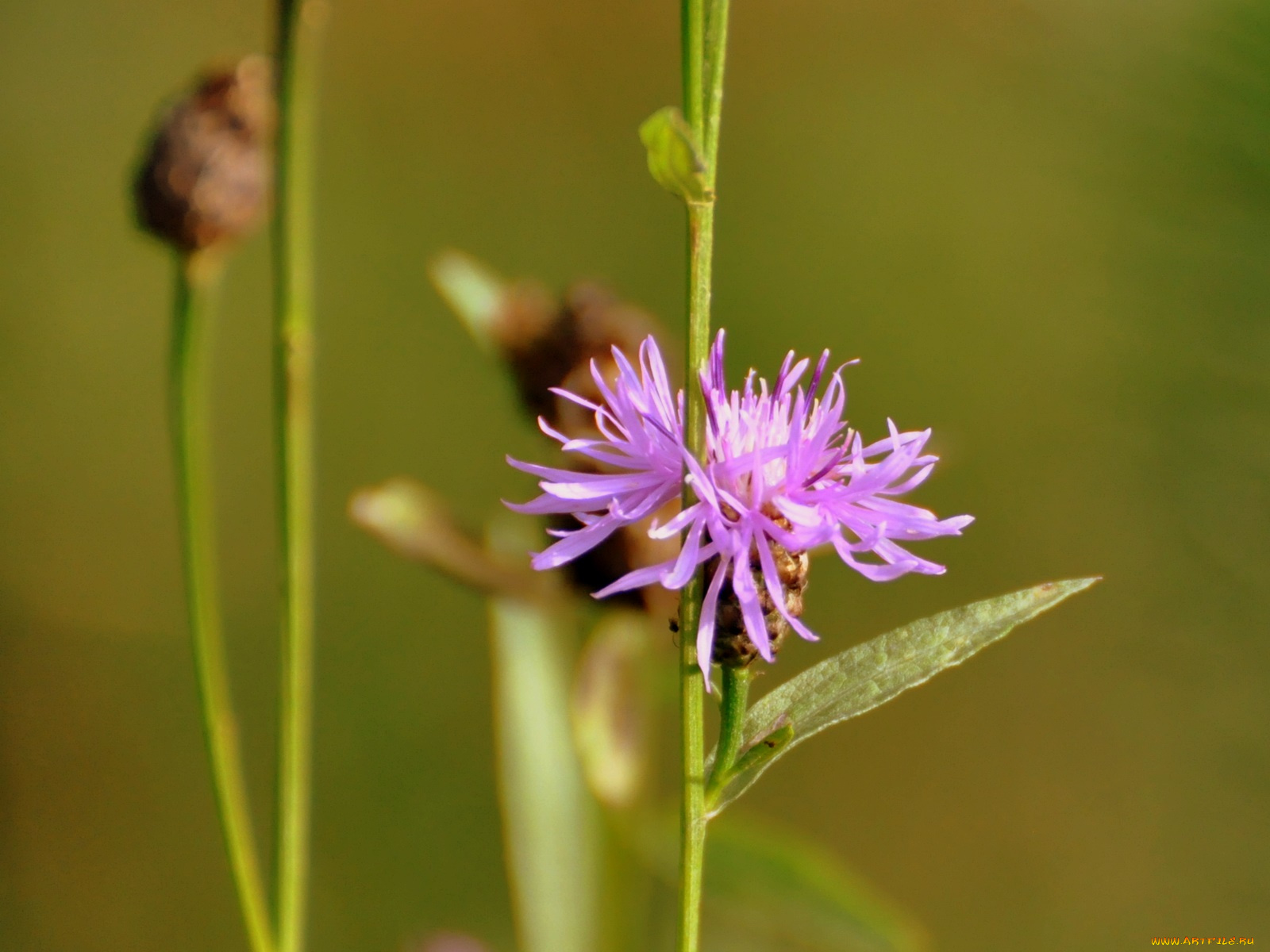 цветы, луговые, полевые