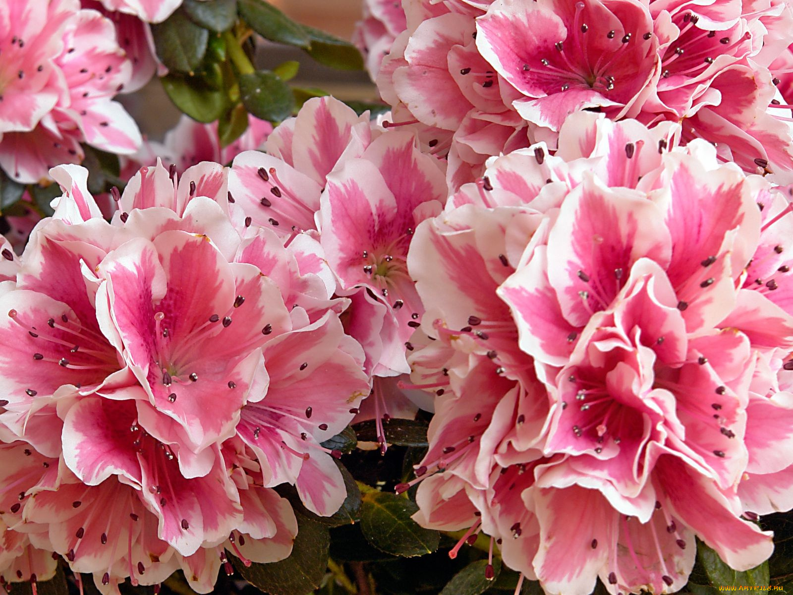 цветы, рододендроны, азалии