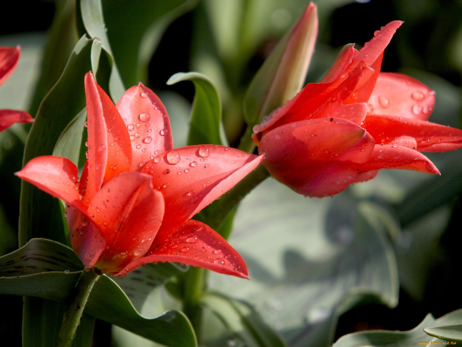 цветы, тюльпаны