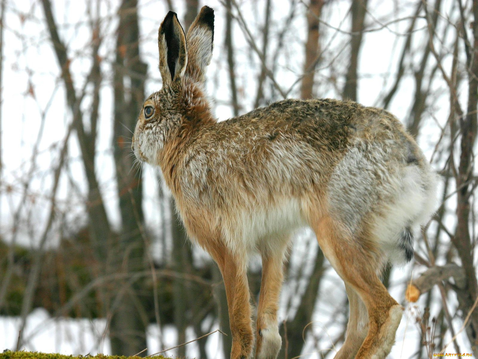 животные, кролики, зайцы