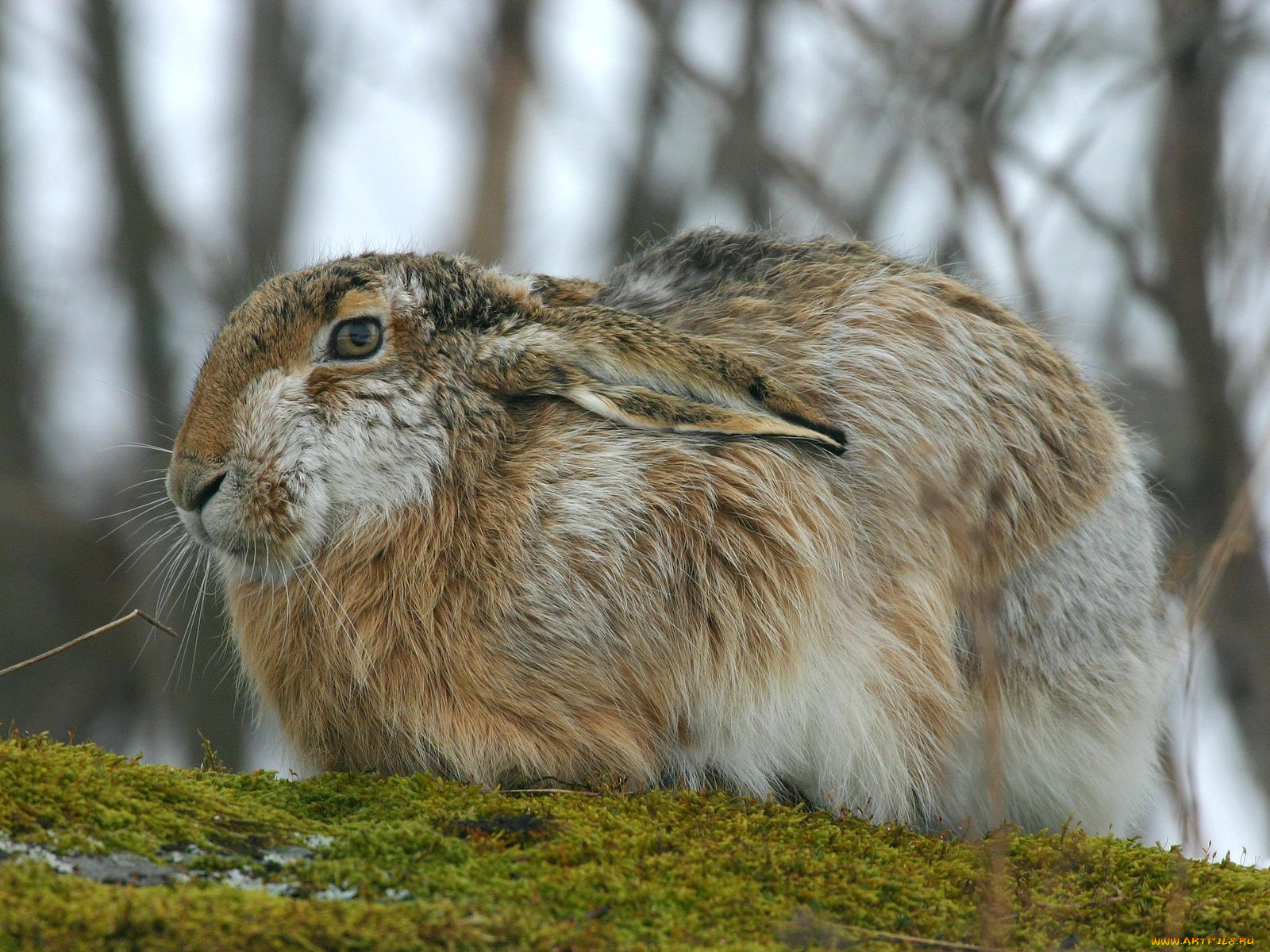 животные, кролики, зайцы