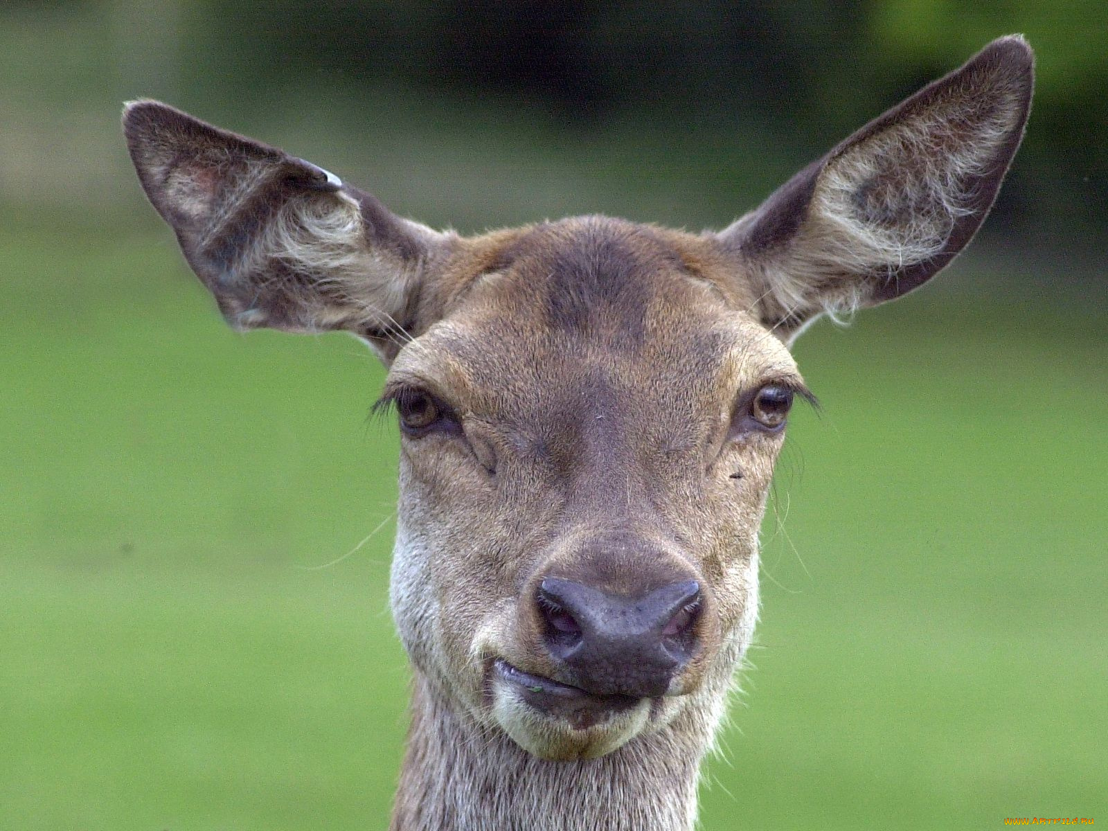 животные, олени