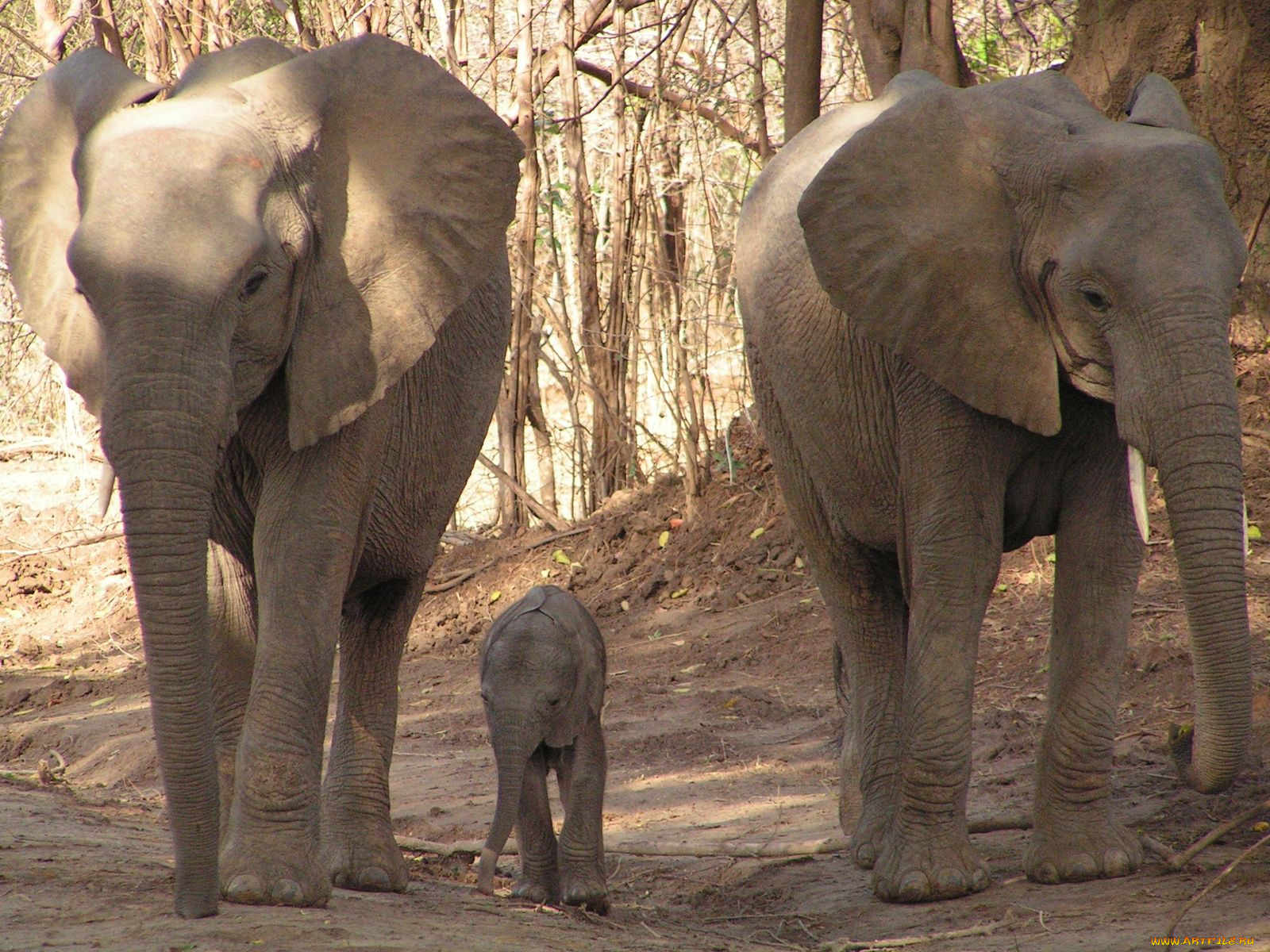 животные, слоны