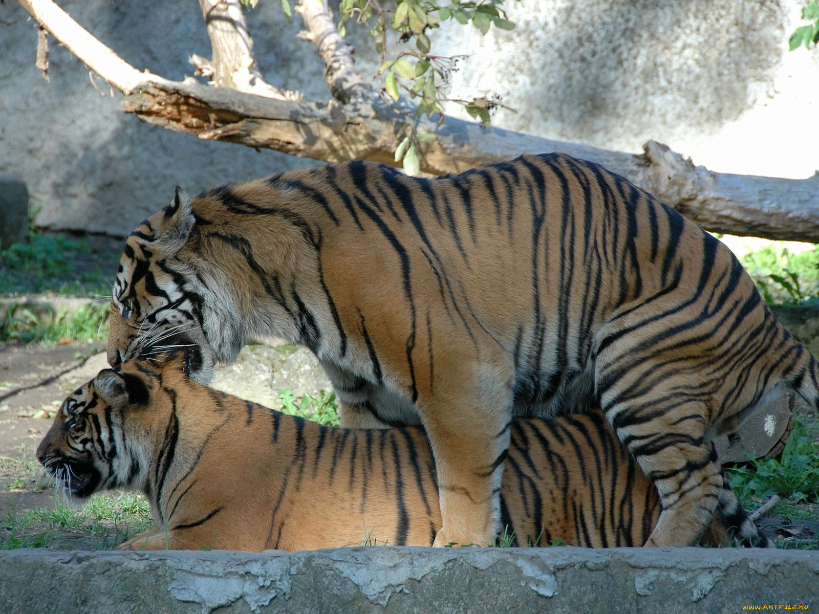 животные, тигры
