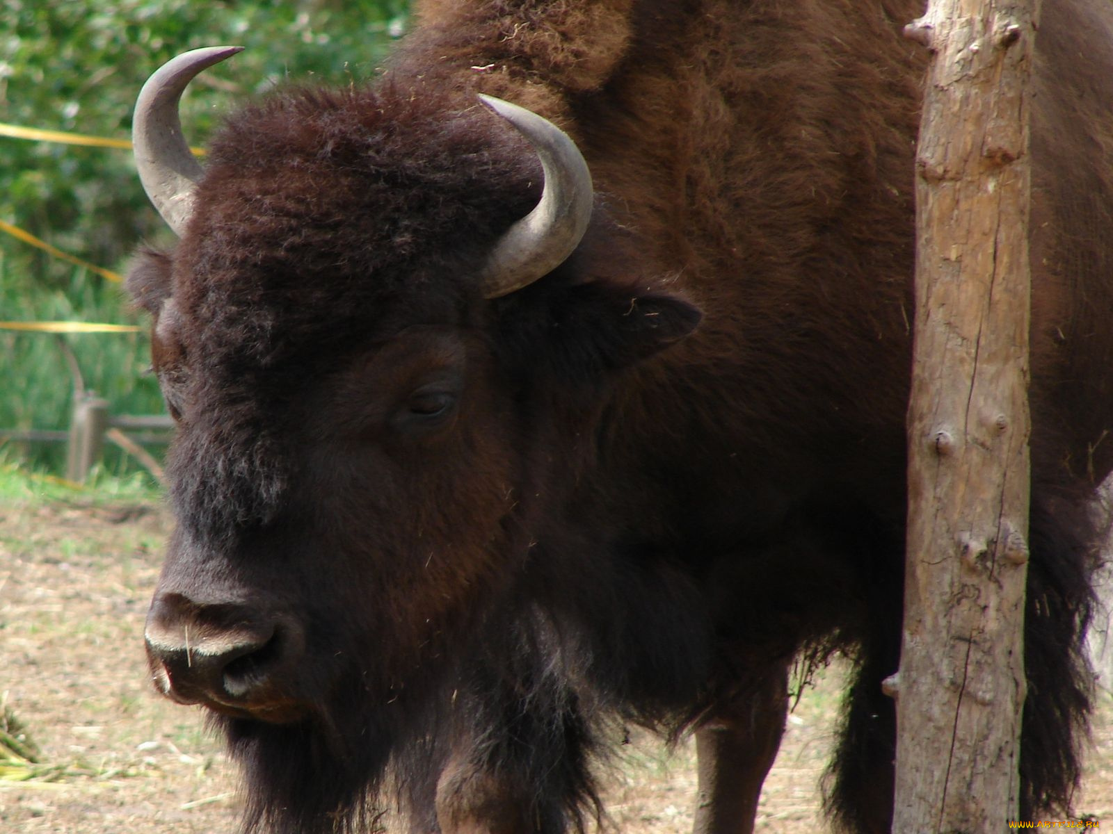 животные, зубры, бизоны