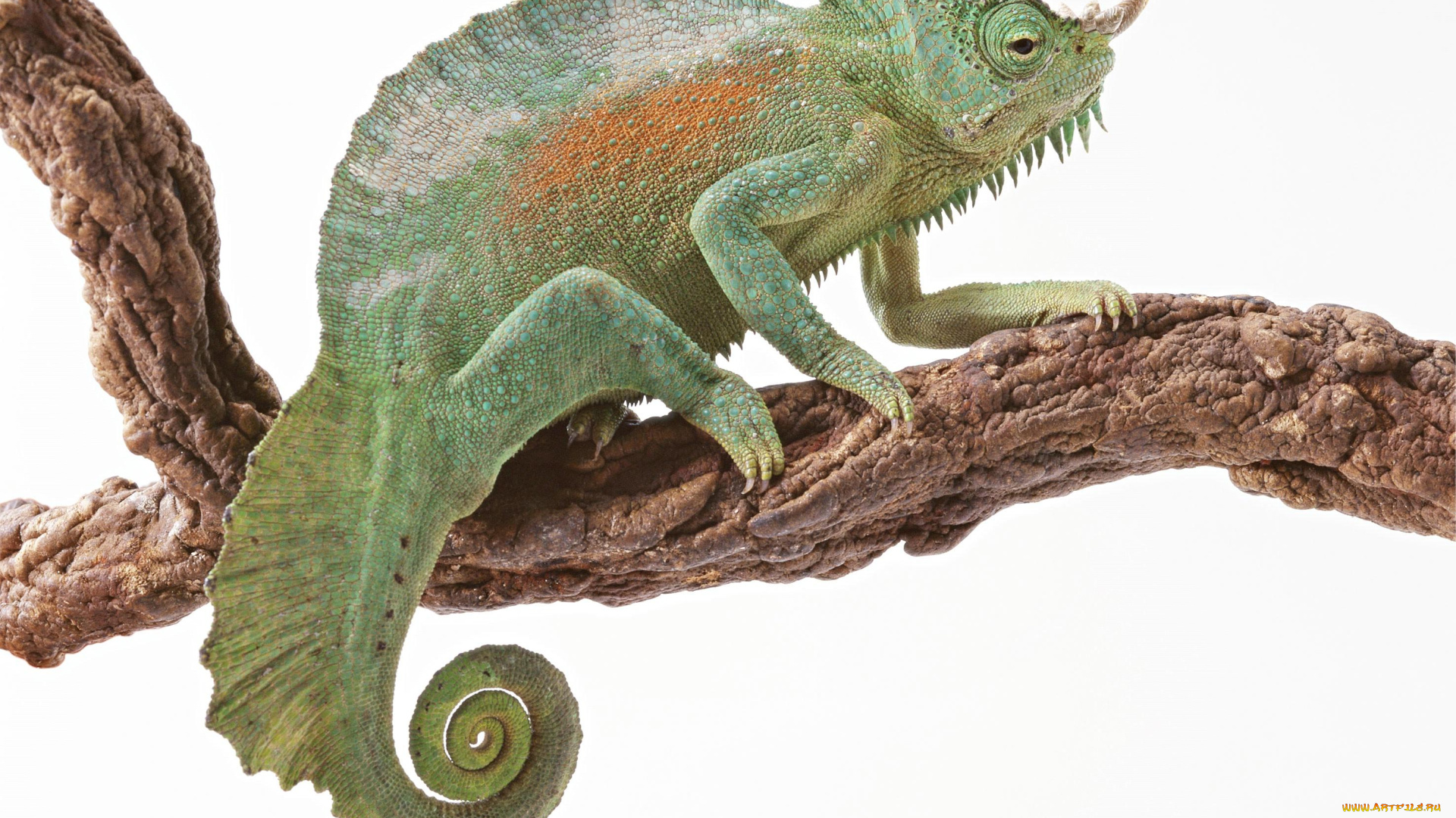 животные, хамелеоны