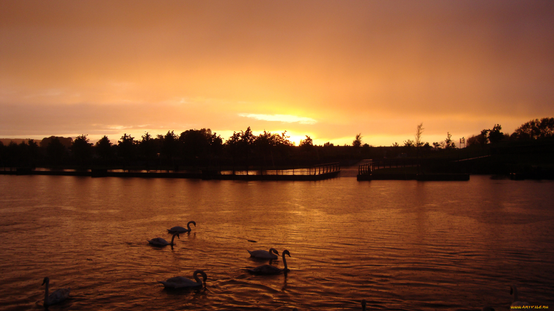 животные, лебеди