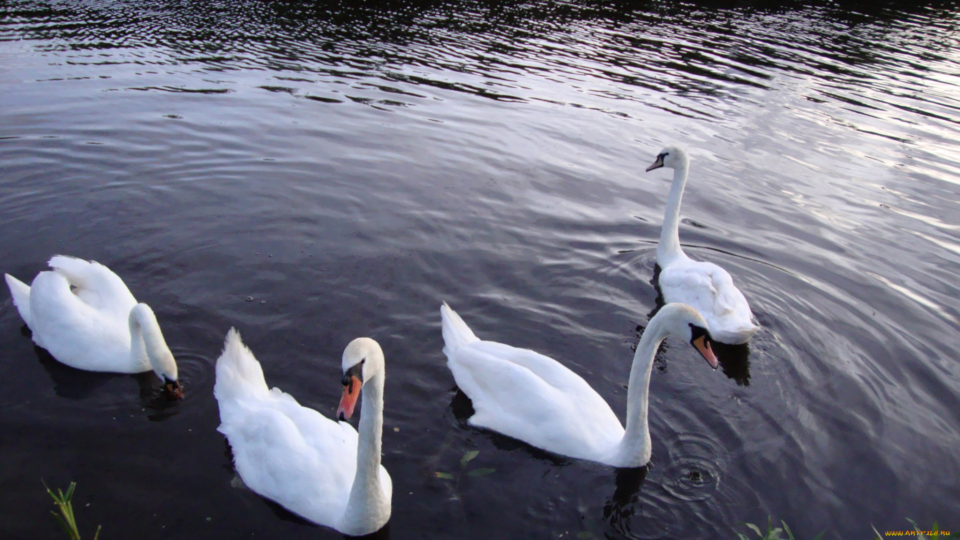 животные, лебеди