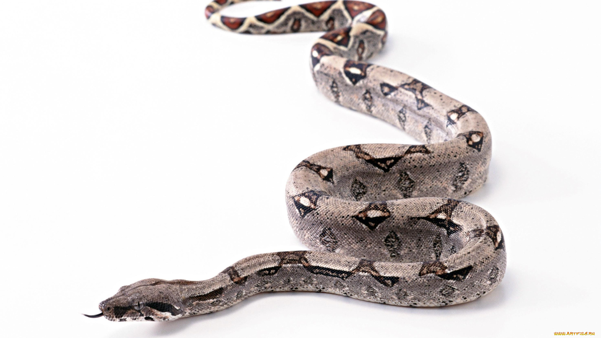 животные, змеи, питоны, кобры