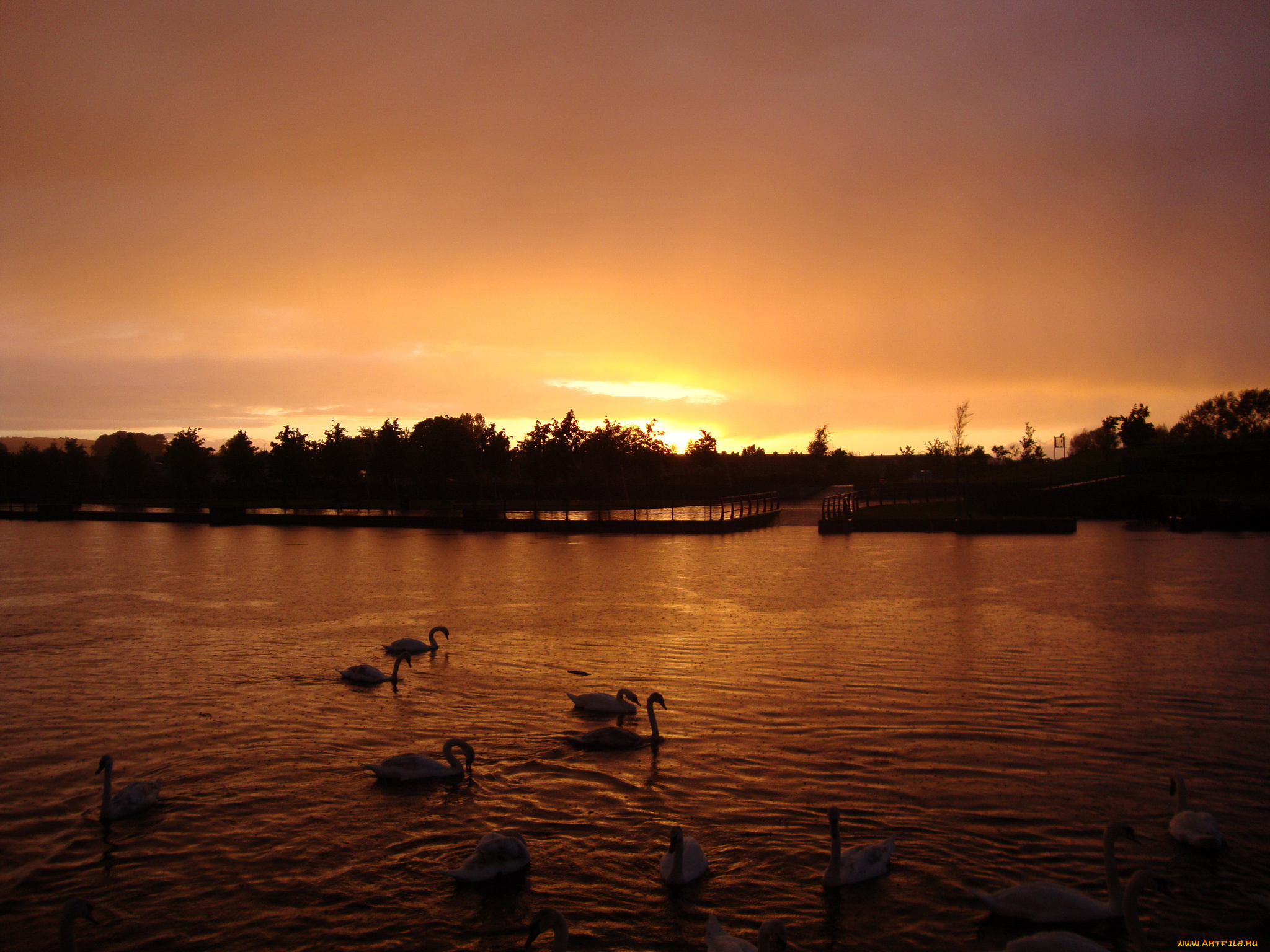 животные, лебеди