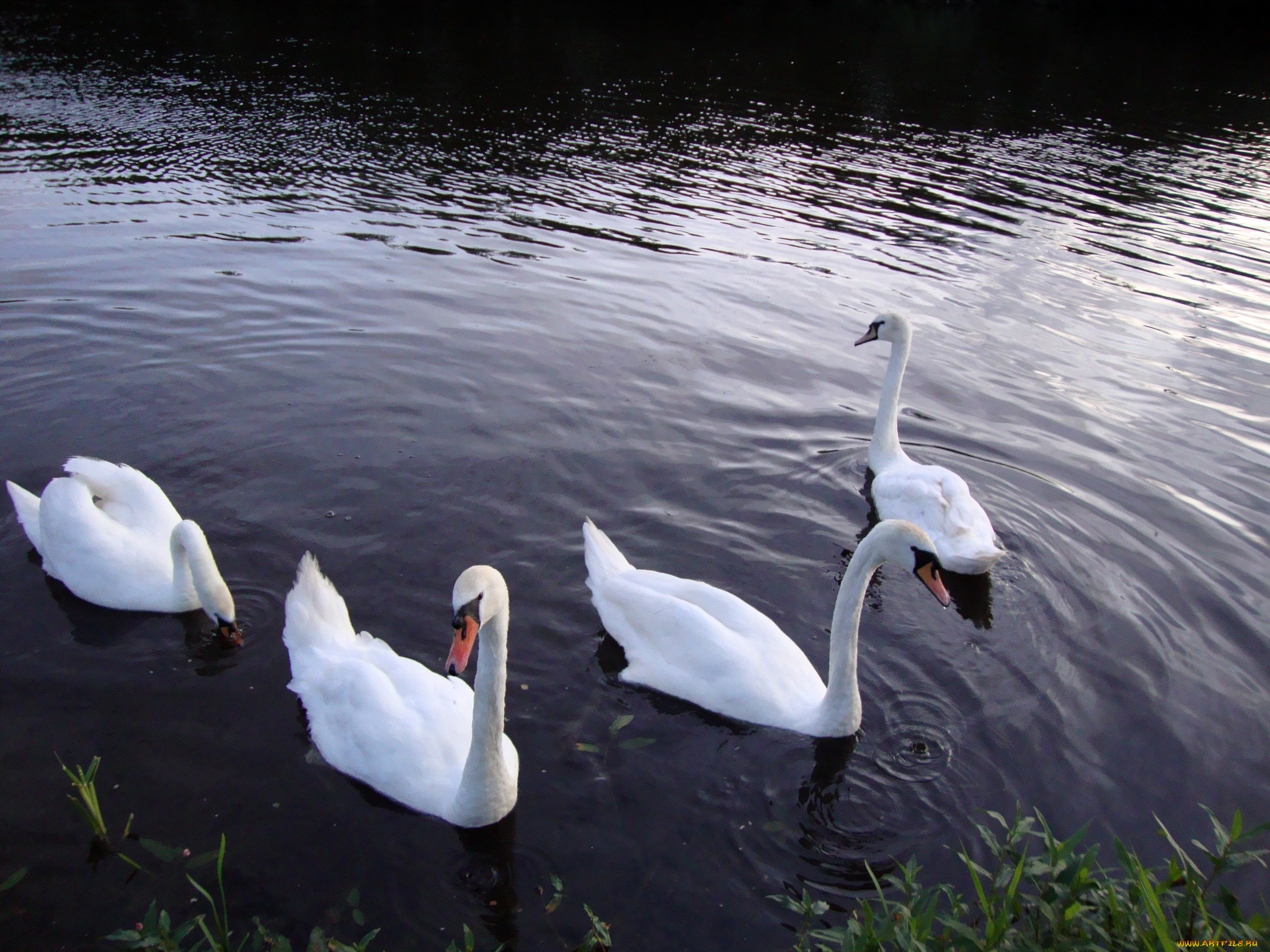 животные, лебеди