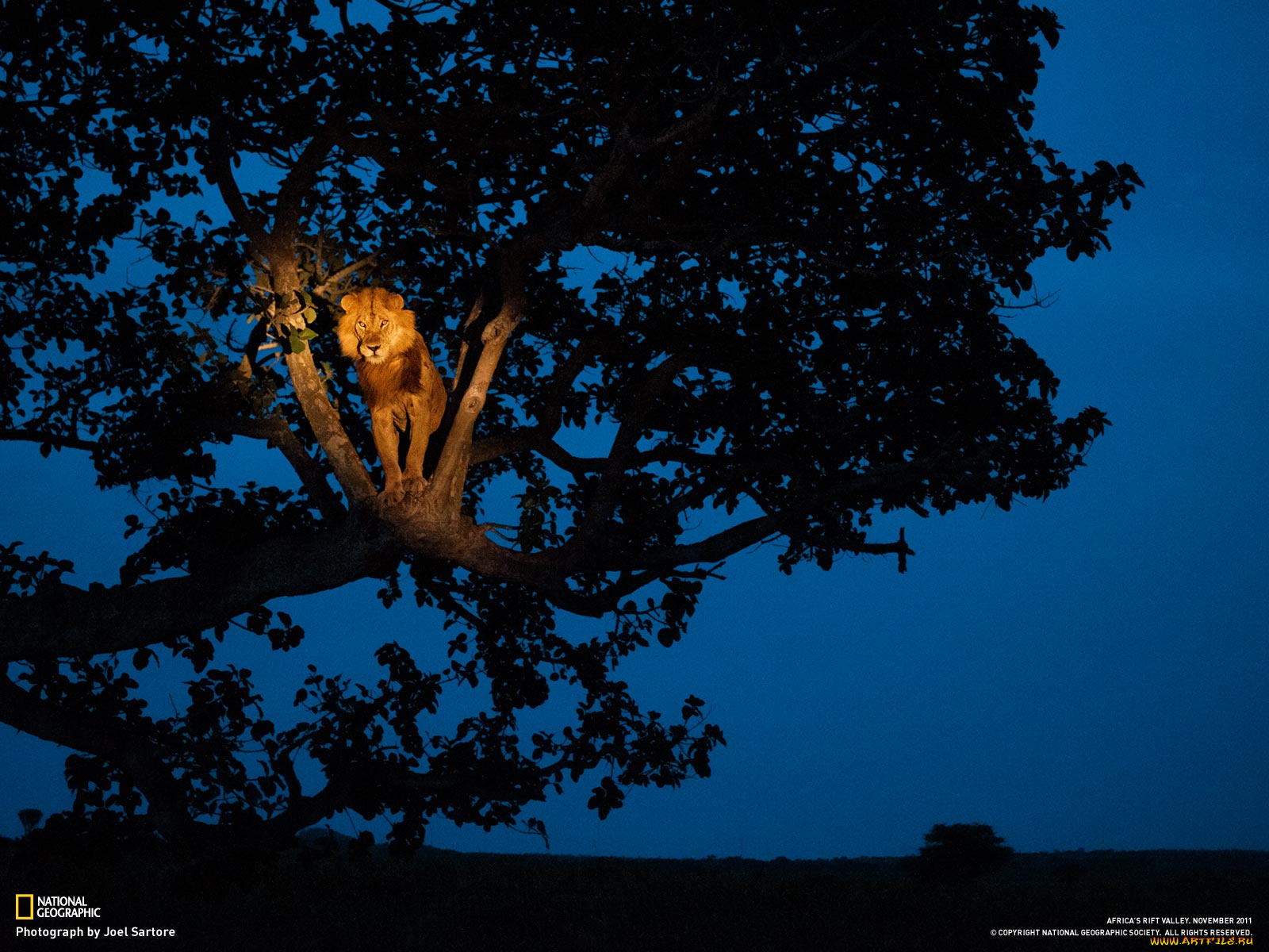 животные, львы, дерево