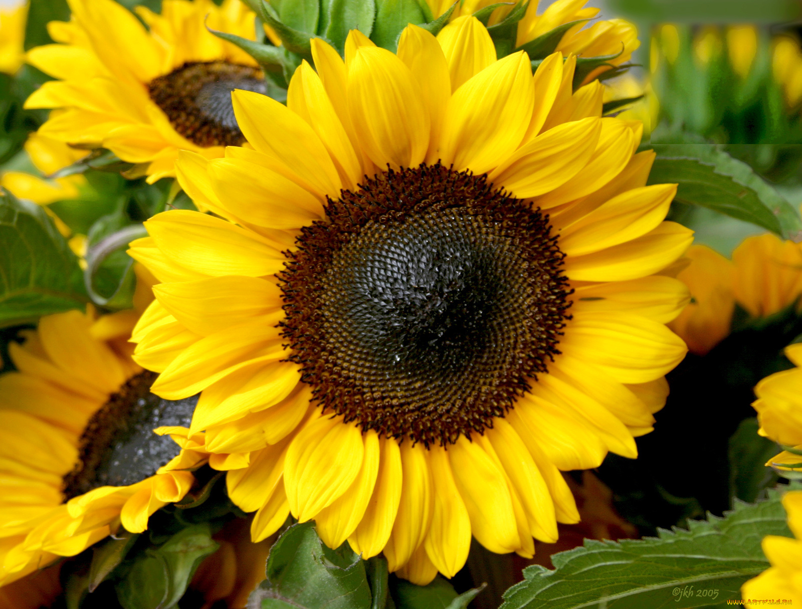 цветы, подсолнухи, жёлтый