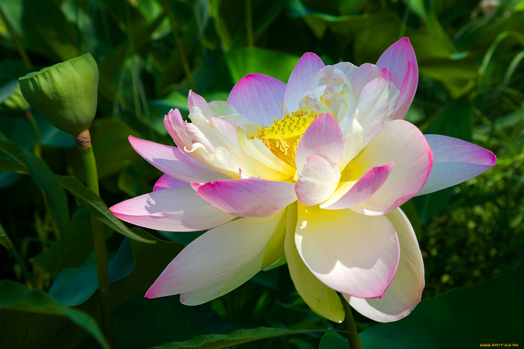 цветы, лотосы, листя, лепестки