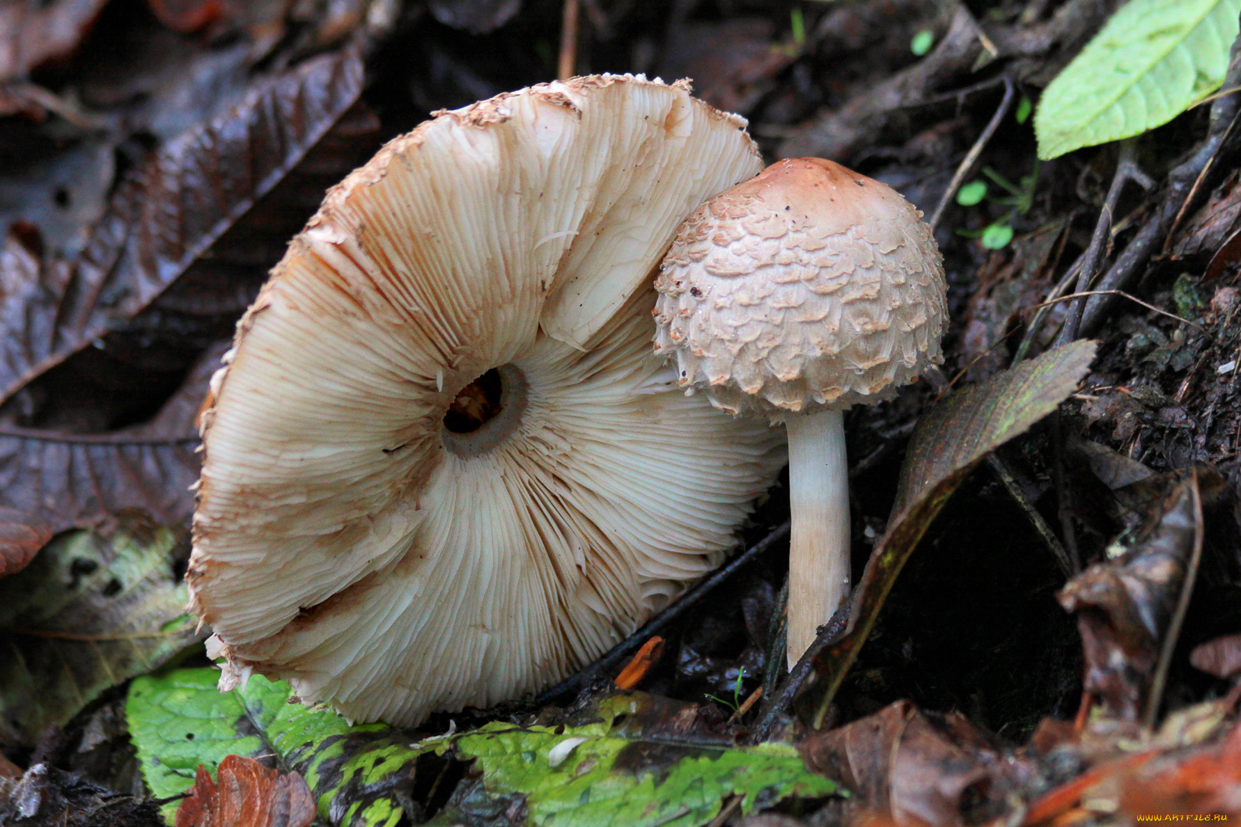 природа, грибы, лес