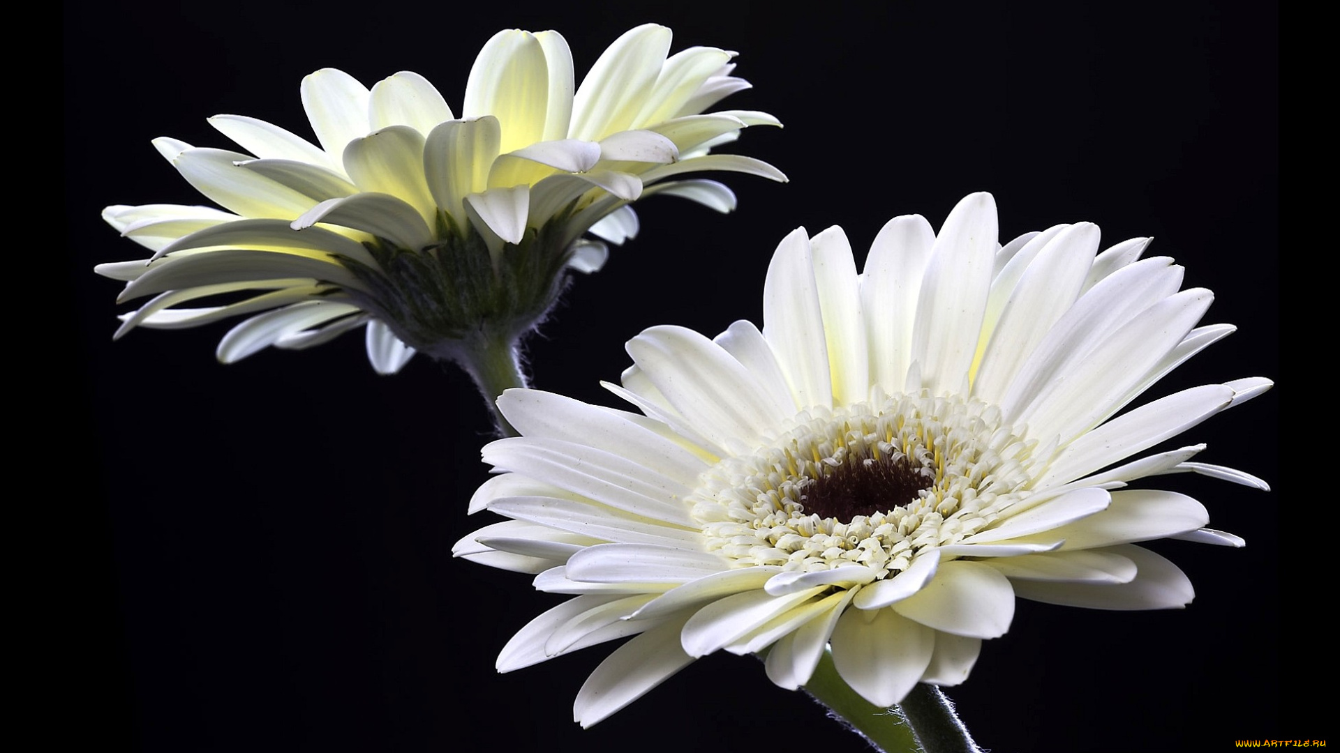 цветы, герберы, белый