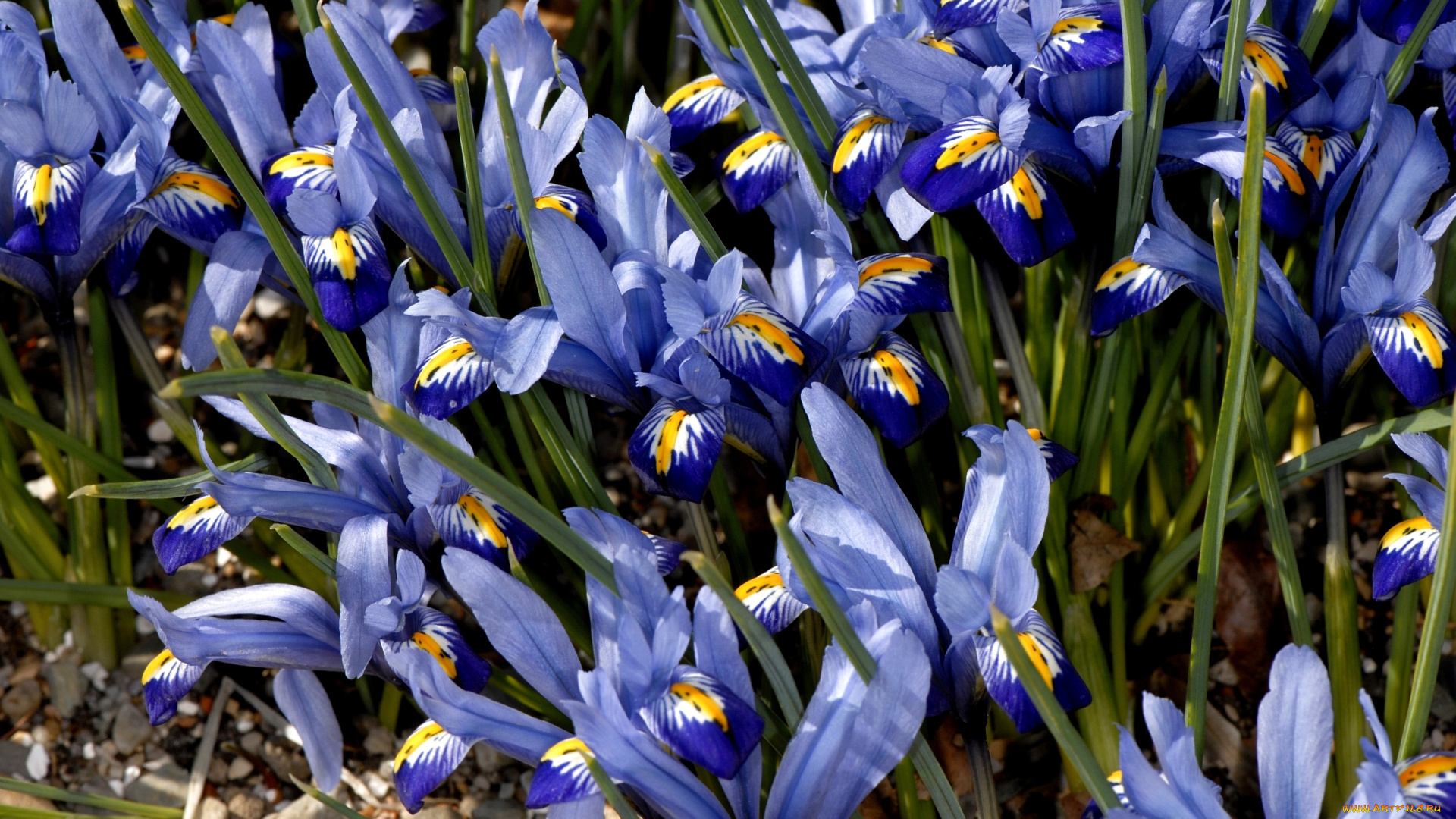 цветы, ирисы, синий, много