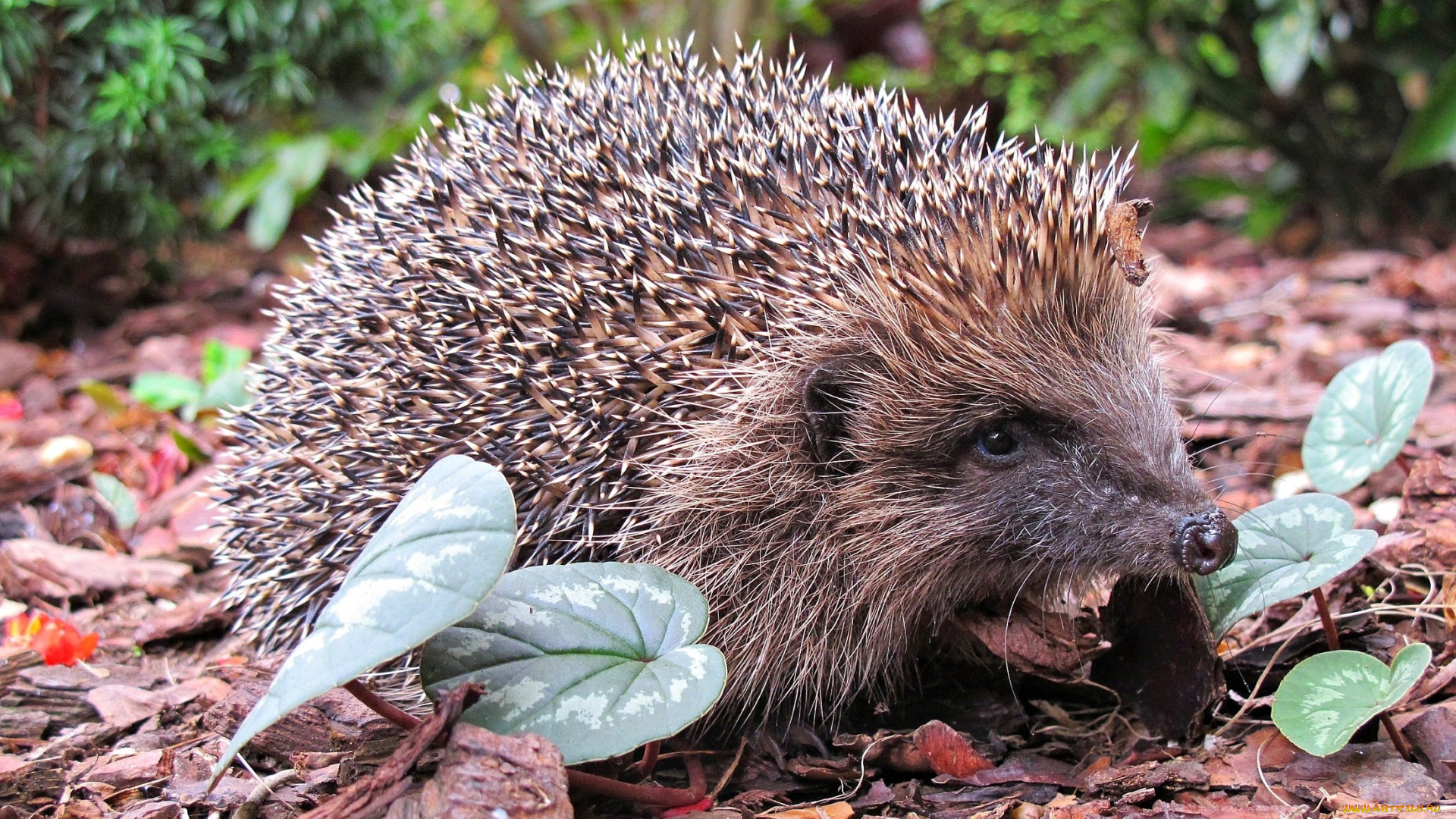 животные, ежи, колючий