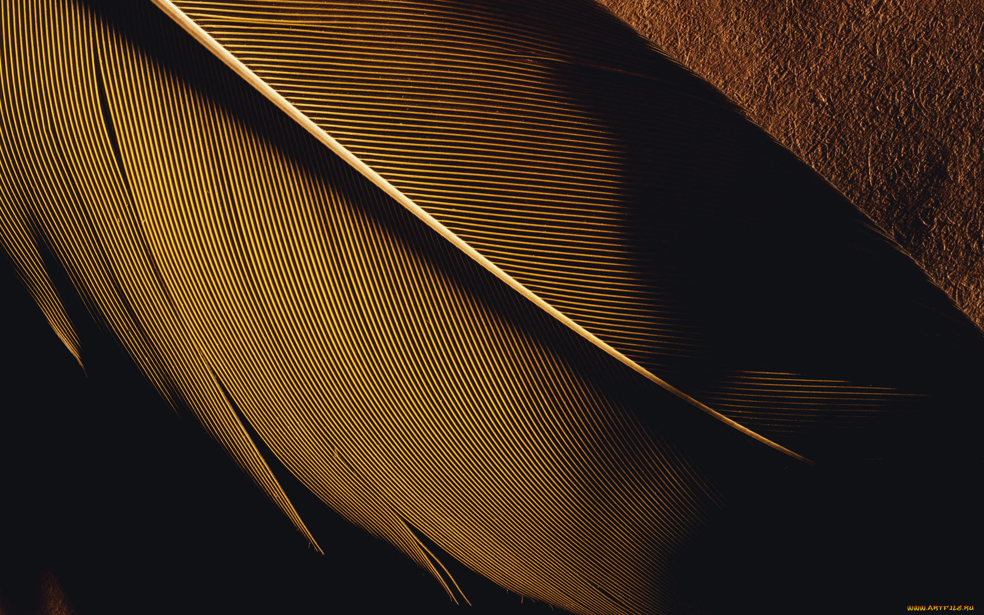 3д, графика, textures, текстуры, перышко