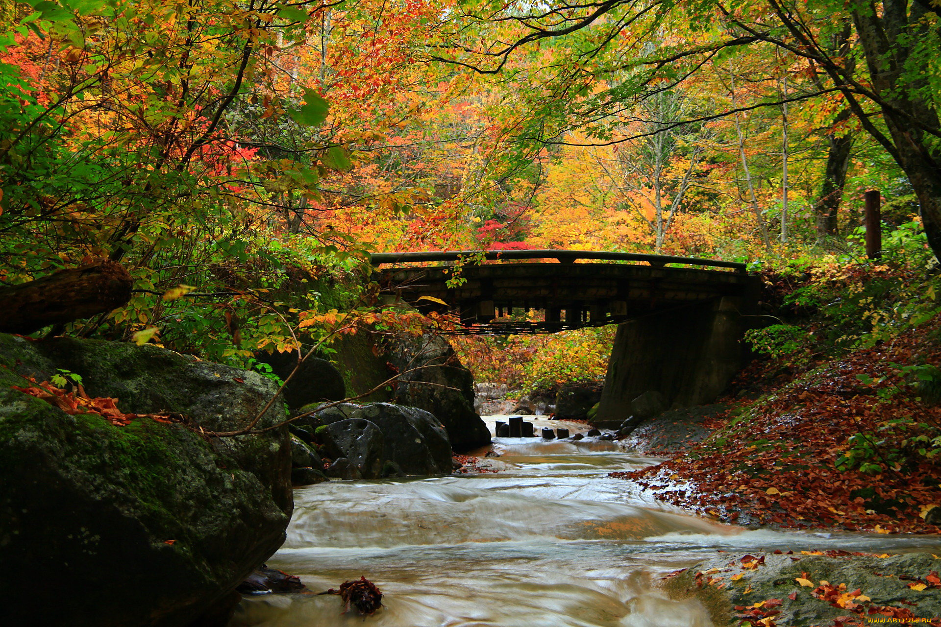 природа, реки, озера, камни, мост, река, деревья