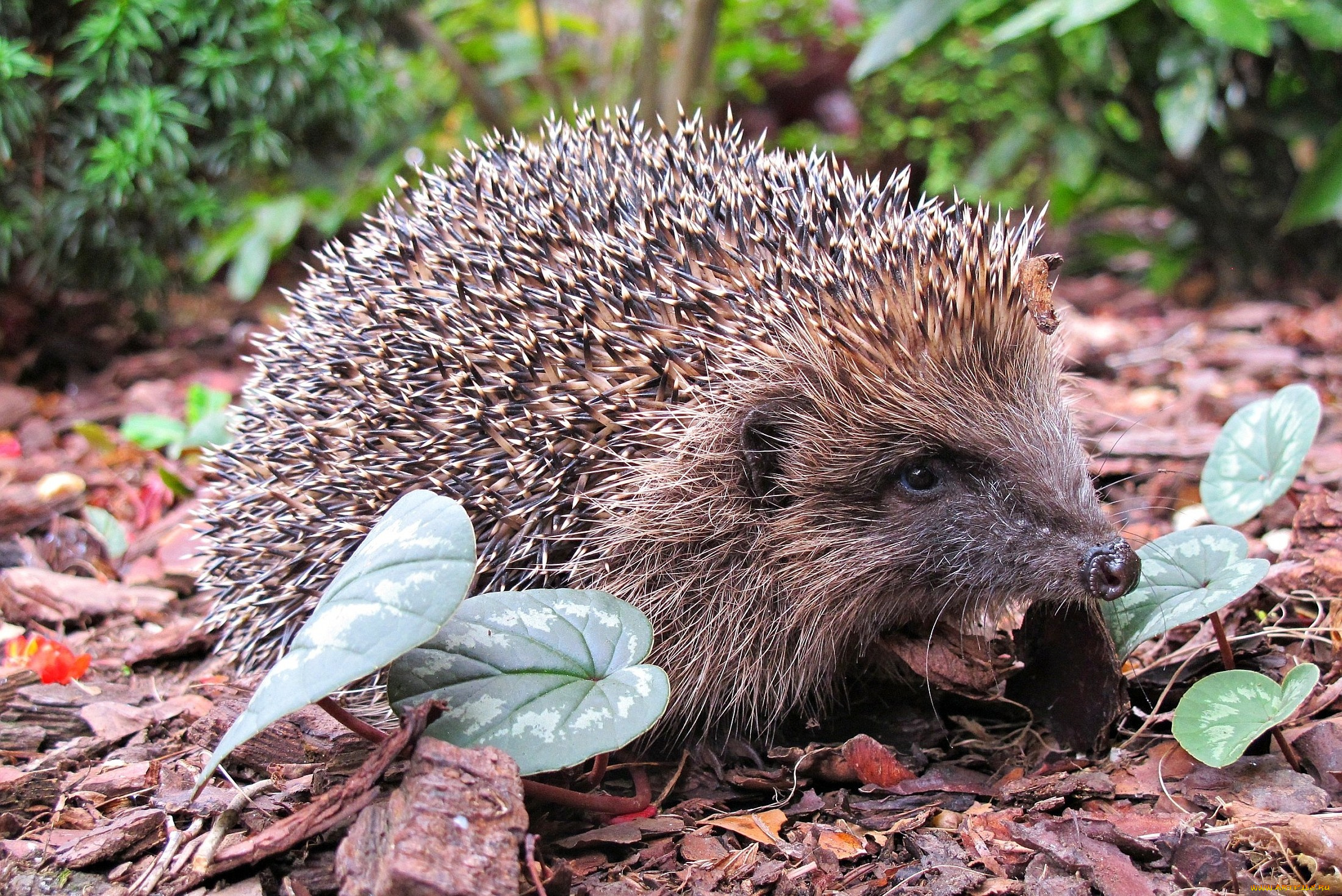 животные, ежи, колючий