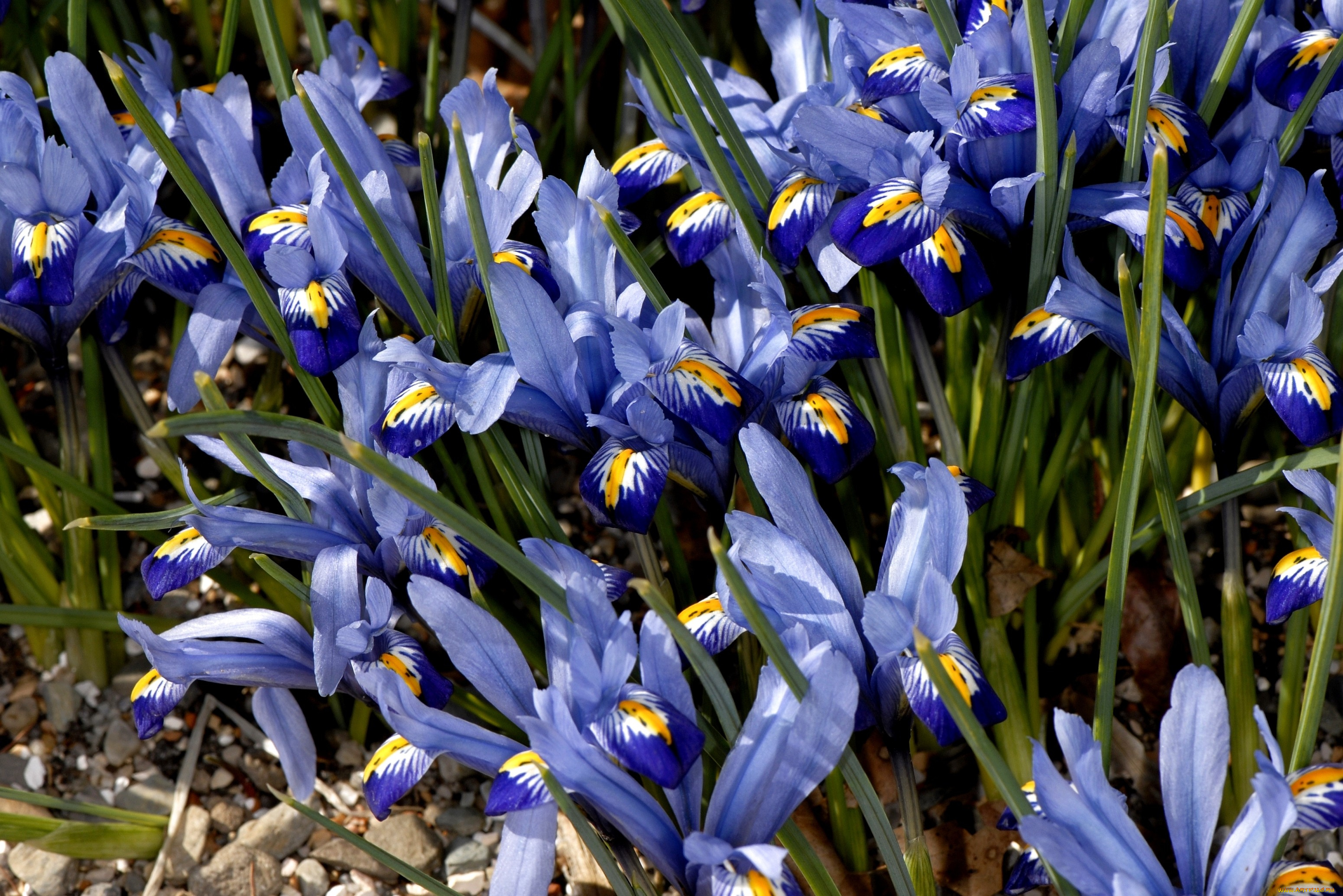 цветы, ирисы, синий, много