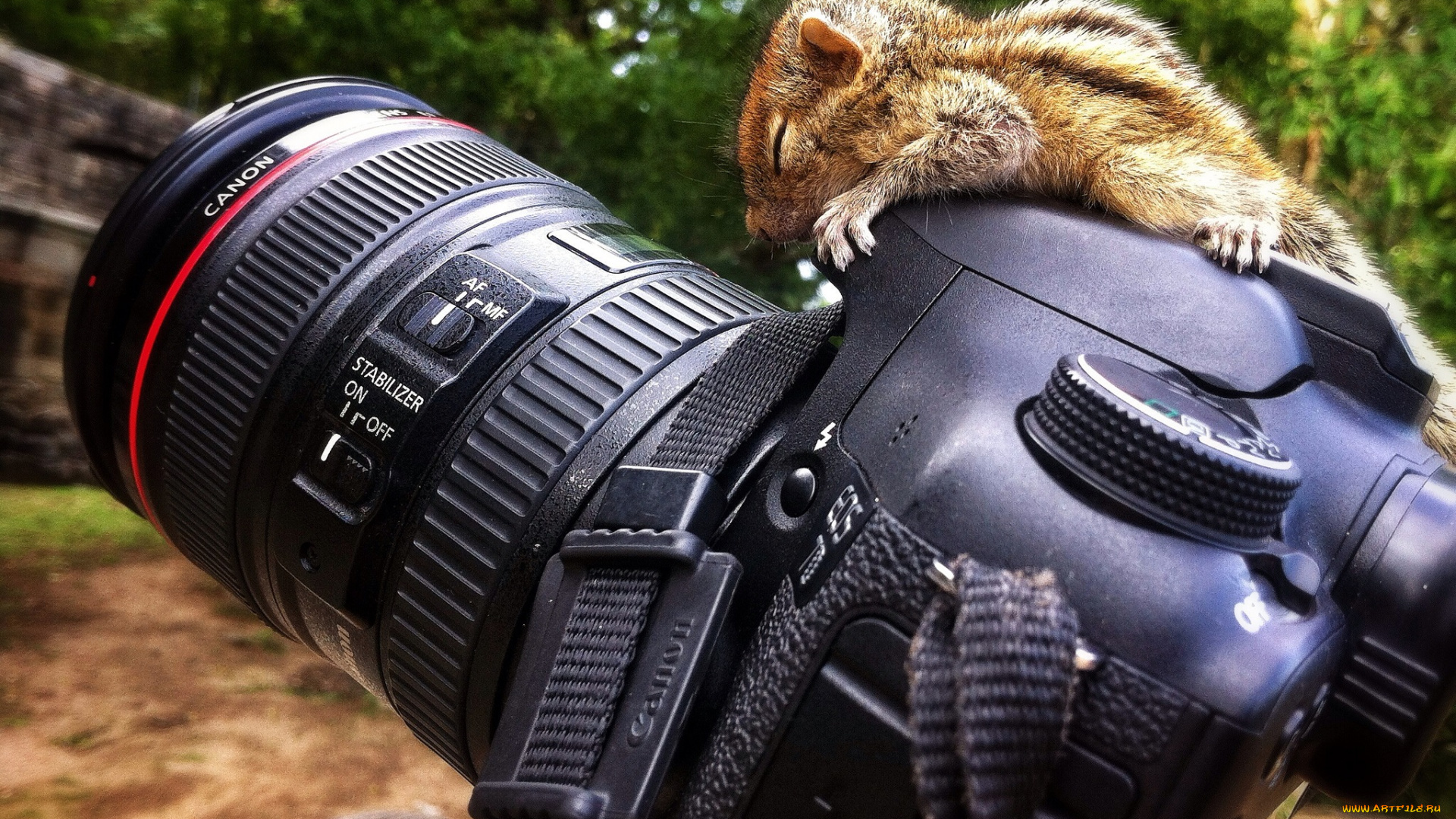 canon, бренды, бурундучонок, фотокамера, объектив