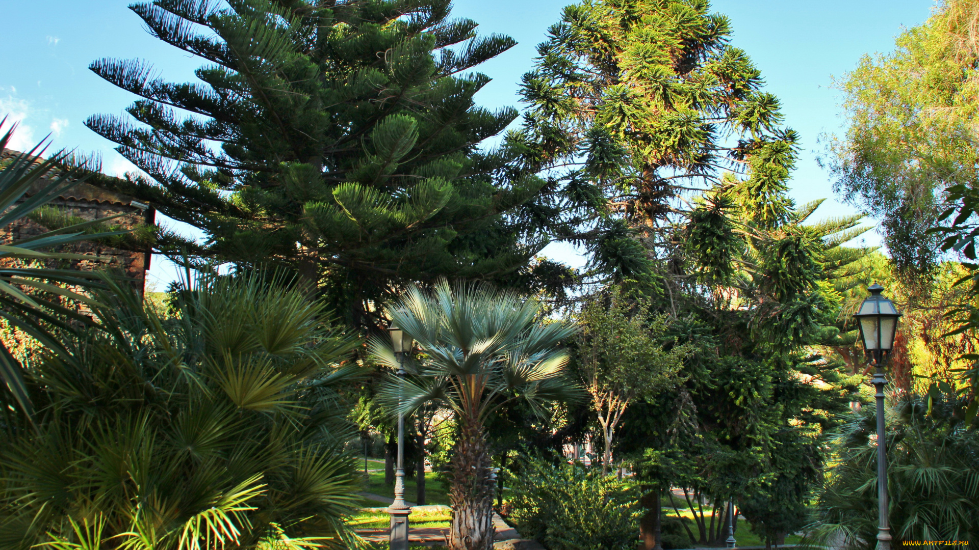 италия, сицилия, viagrande, природа, парк