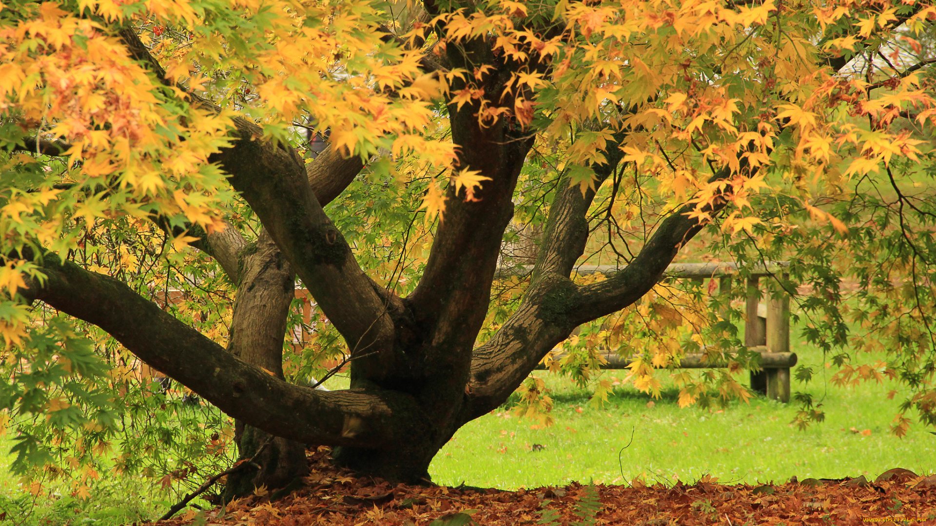 природа, деревья, листья, осень