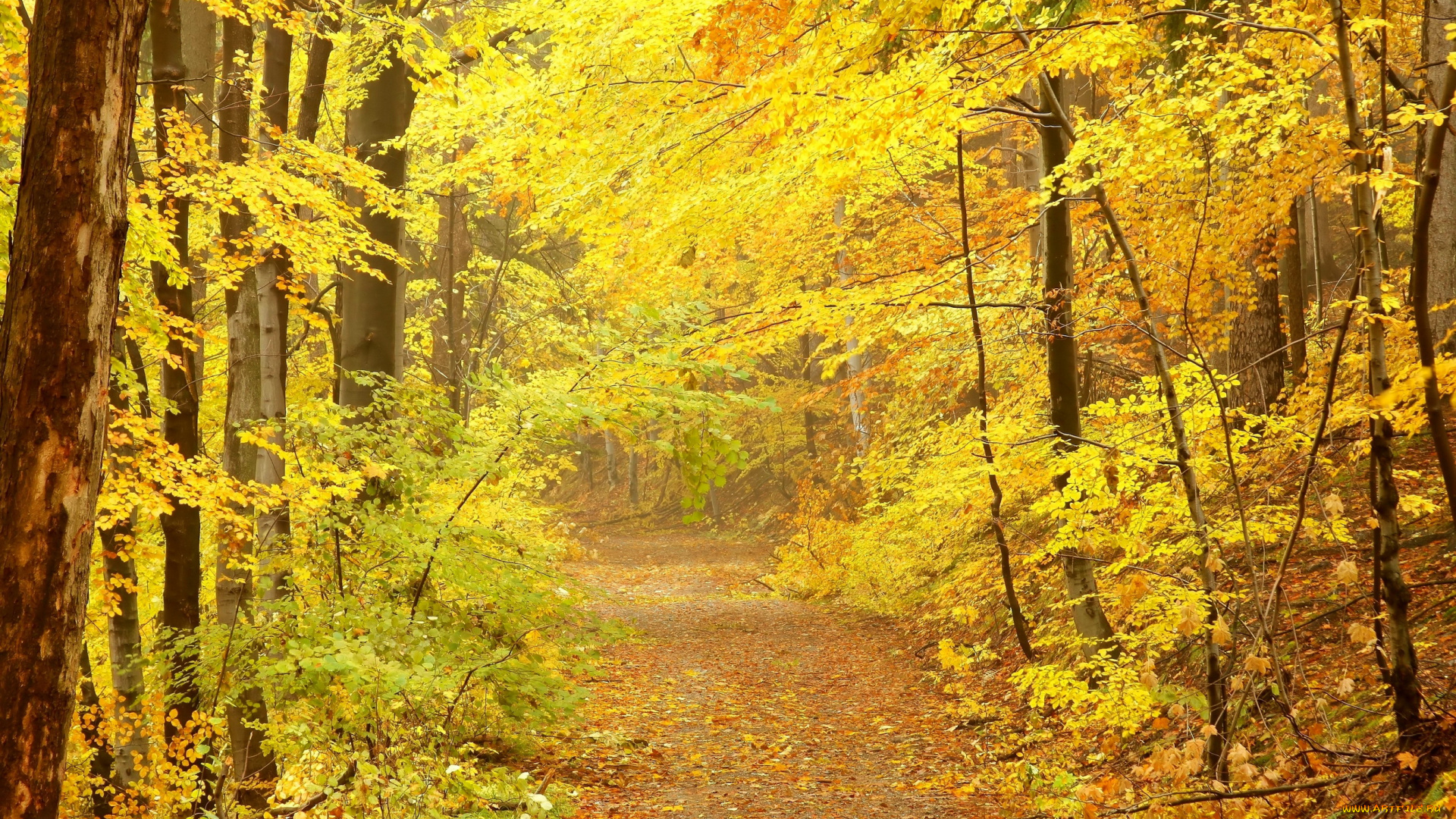 природа, лес, осень