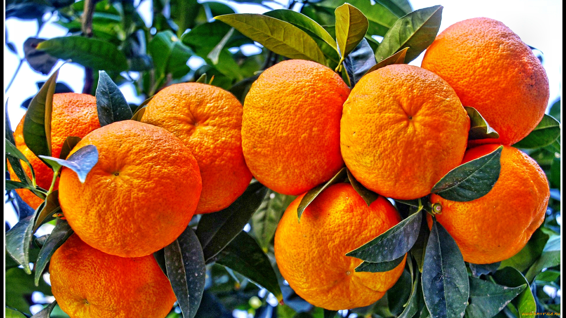 природа, плоды, дерево, листья, мандарины