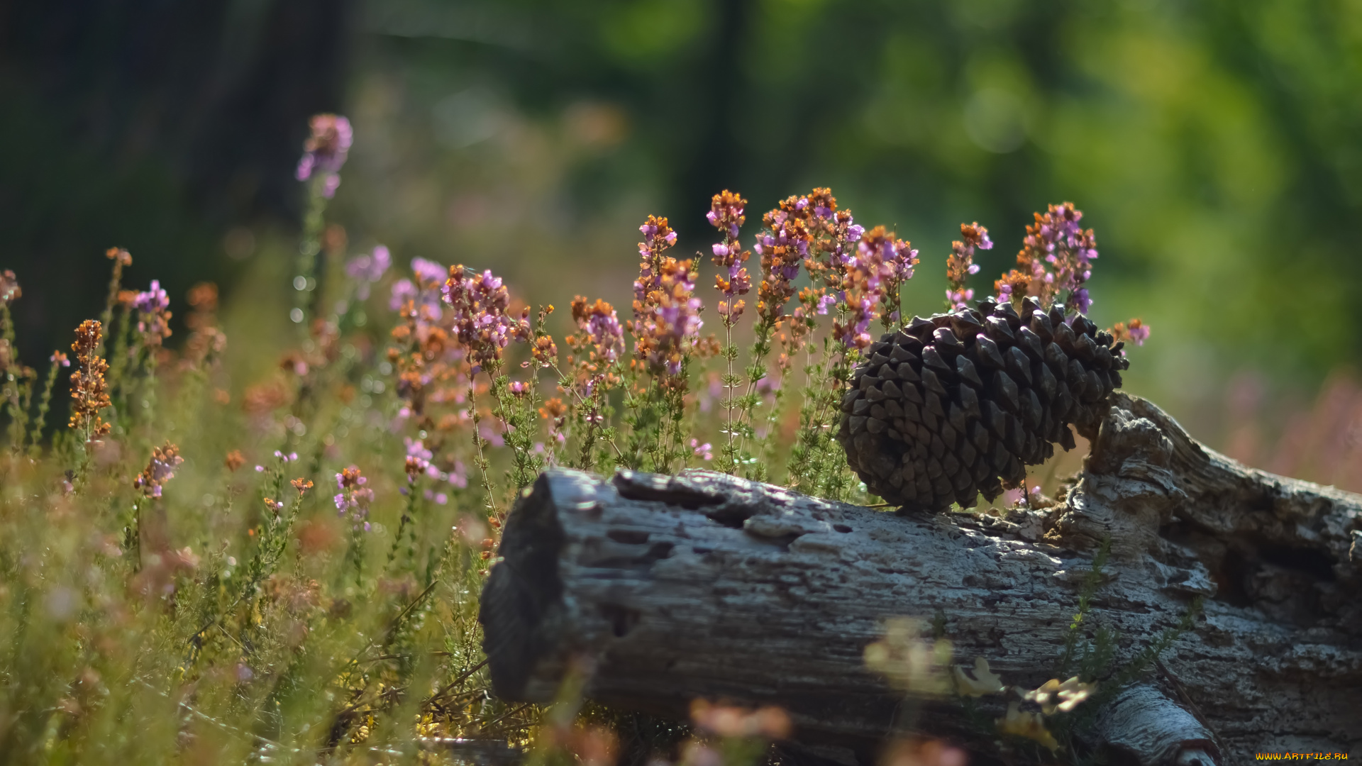 природа, шишки, жёлуди, каштаны, макро, бревно, цветы, шишка