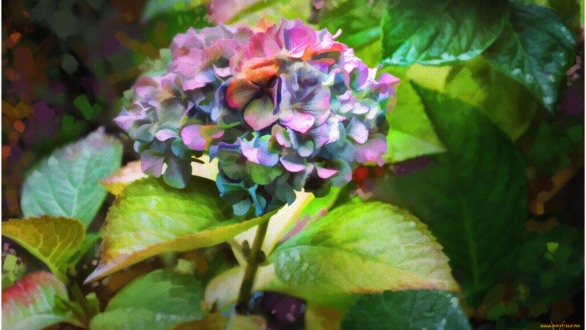 рисованные, цветы, гортензия