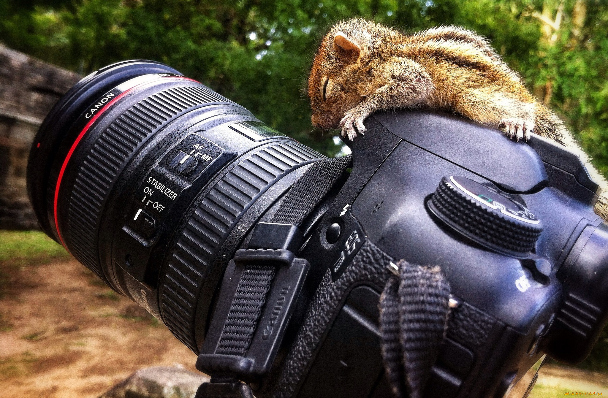 canon, бренды, бурундучонок, фотокамера, объектив