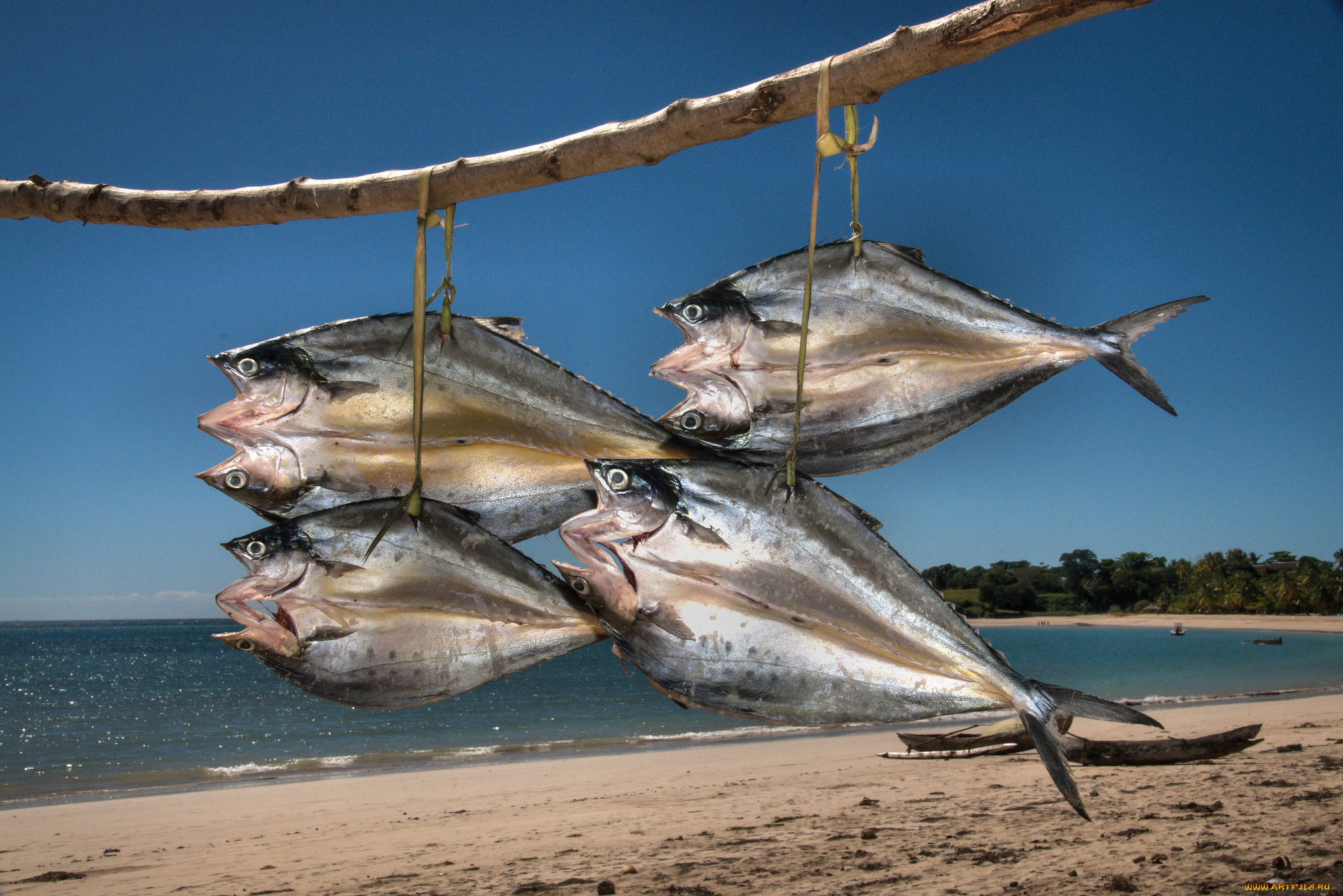 еда, рыба, морепродукты, суши, роллы, вяление, тушки