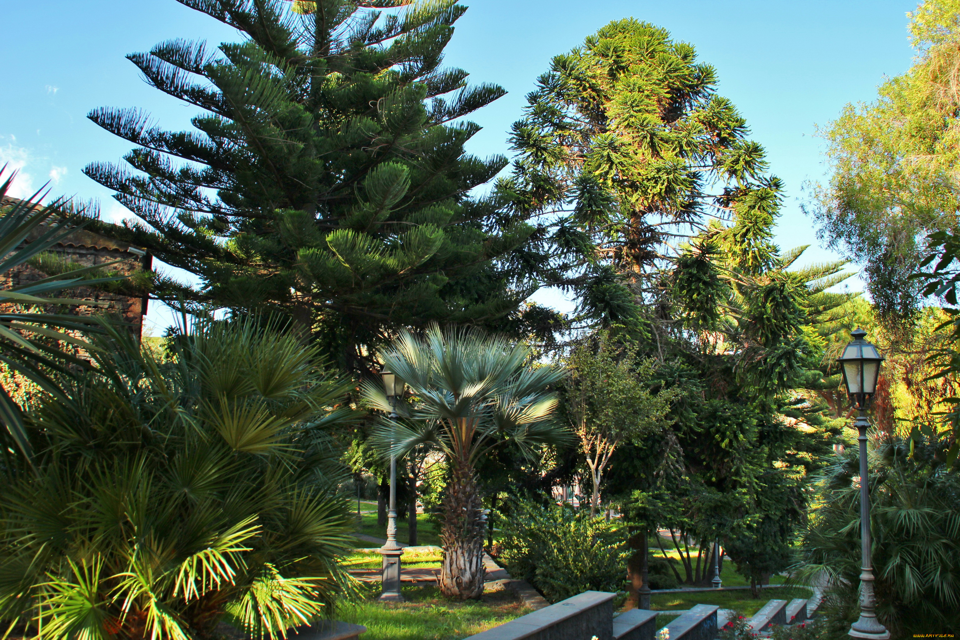 италия, сицилия, viagrande, природа, парк