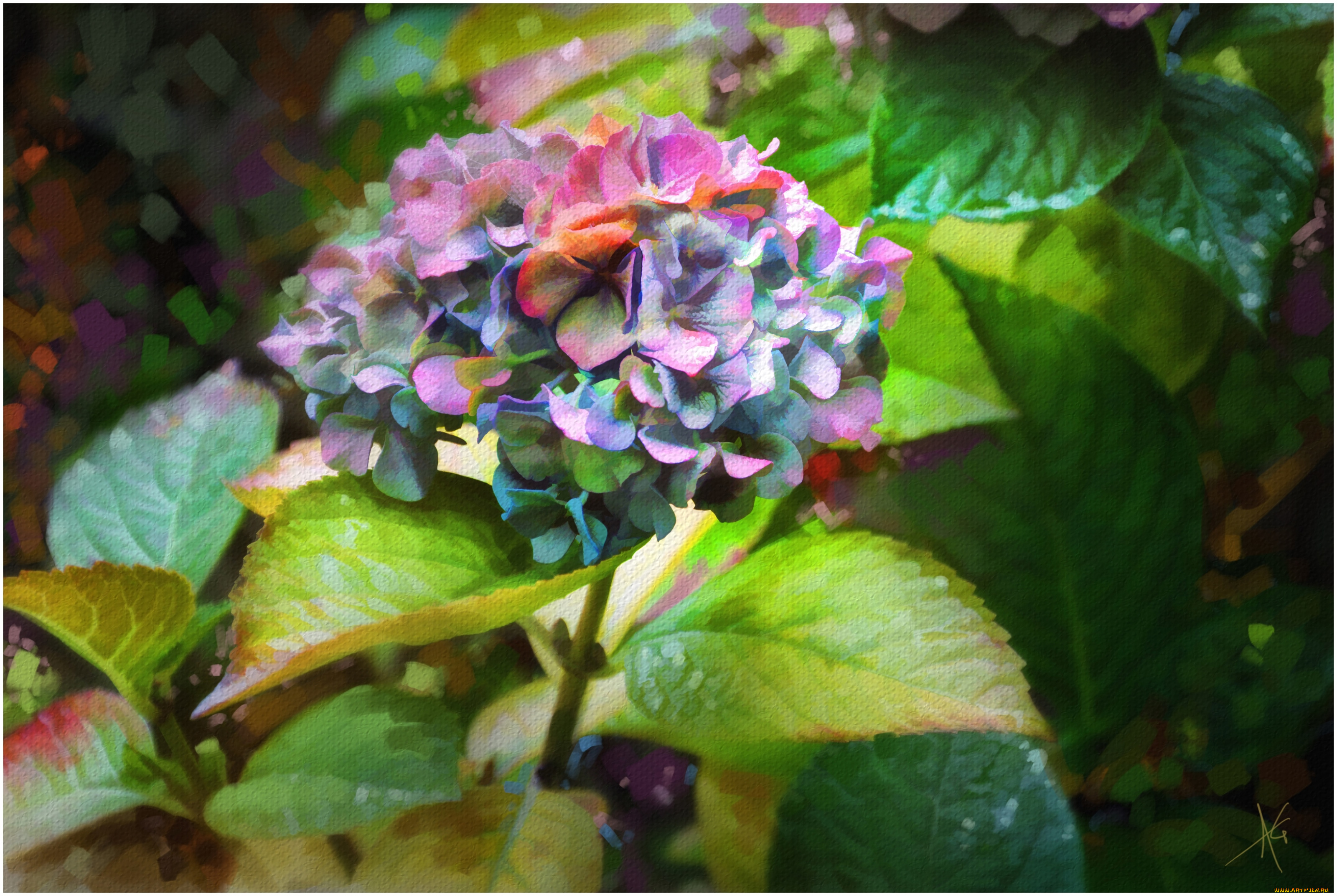 рисованные, цветы, гортензия