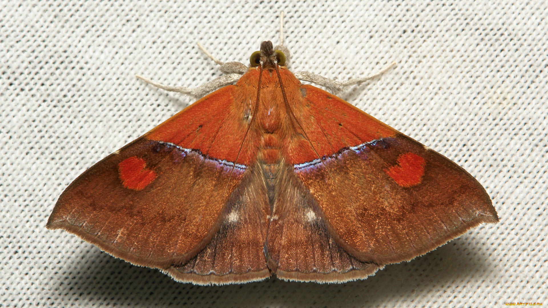 животные, бабочки, бабочка, моль, макро, itchydogimages