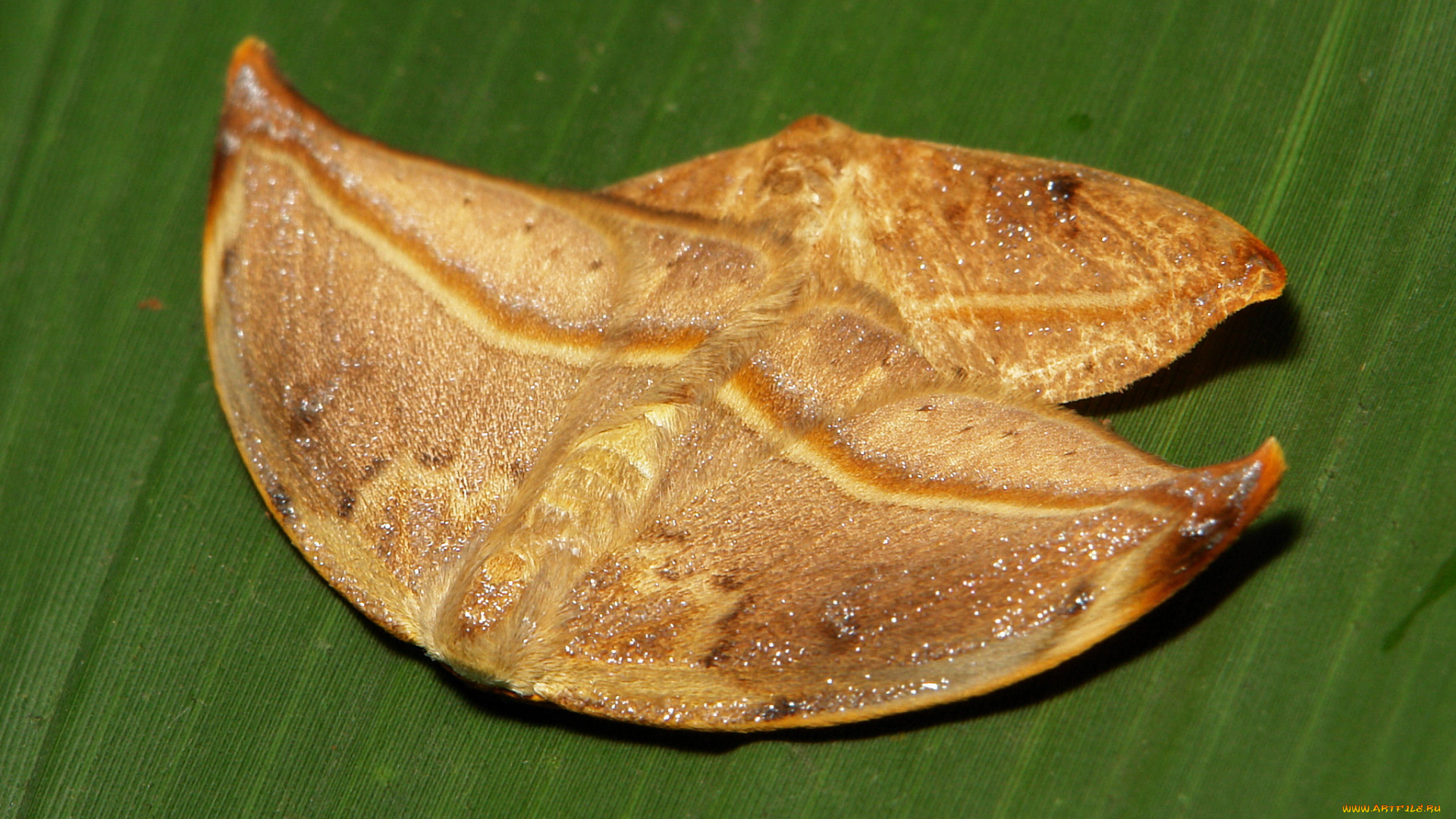 животные, бабочки, itchydogimages, макро, моли, пара, лист