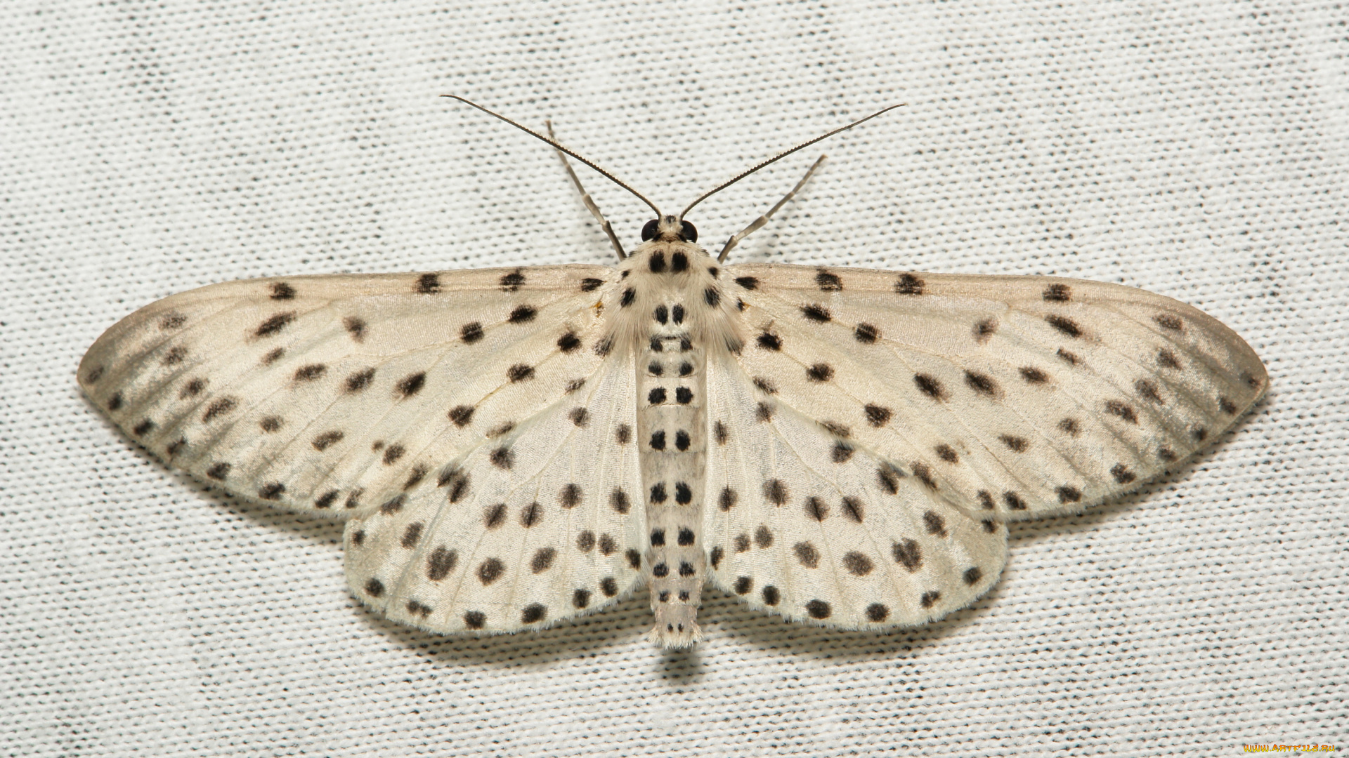 животные, бабочки, крылья, моль, вязаное, полотно, макро, itchydogimages