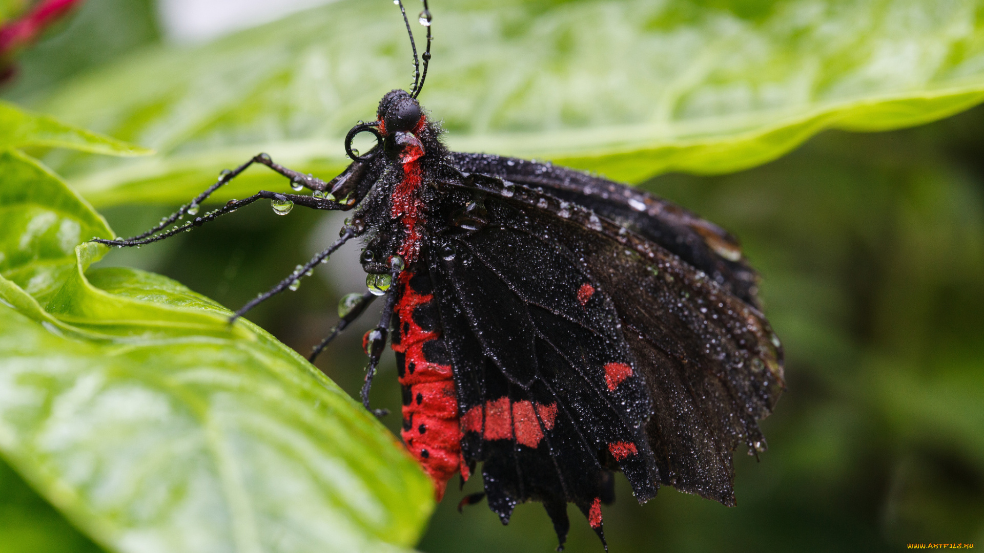 животные, бабочки, утро, насекомое, макро, травинка, фон