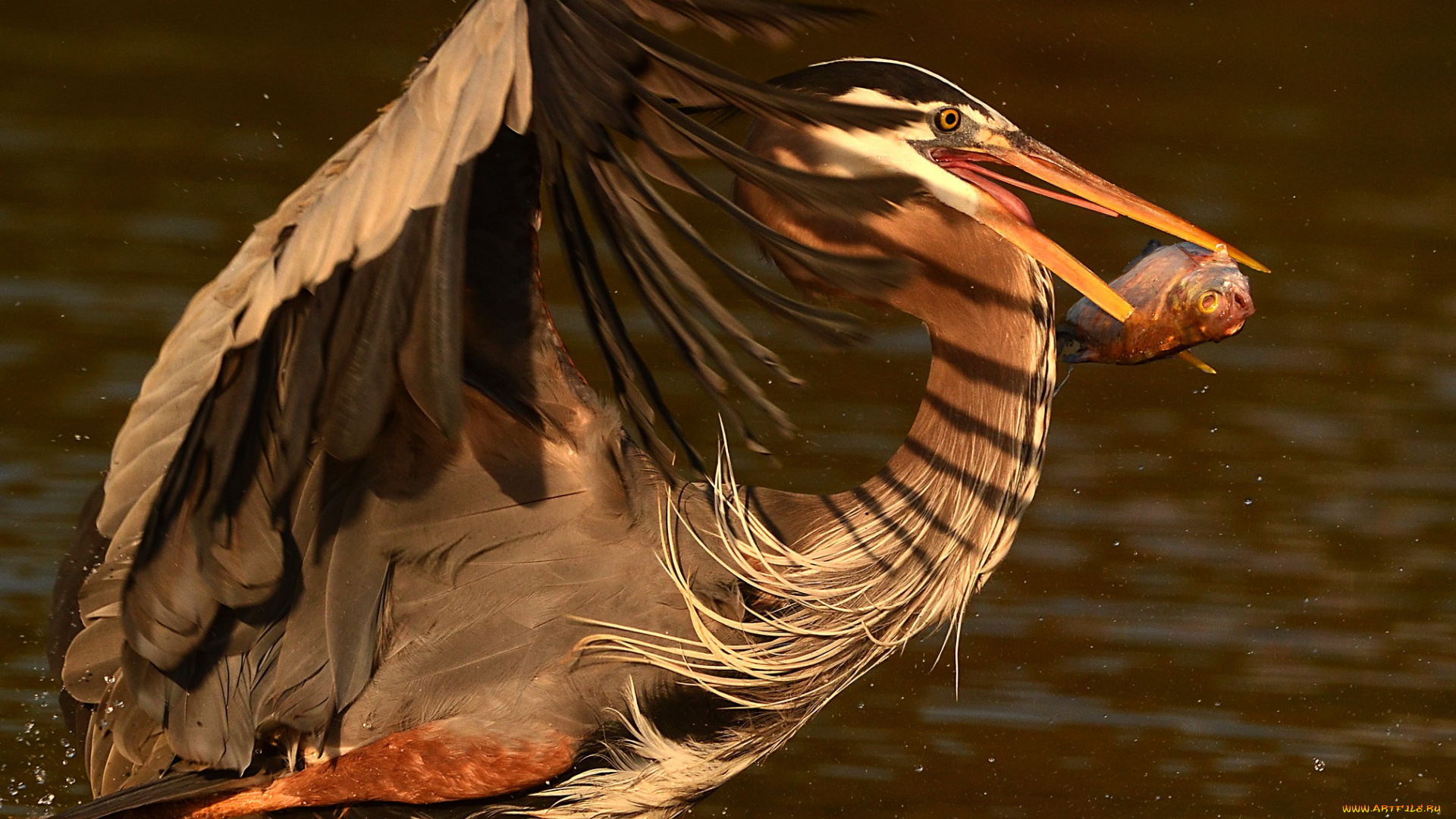 животные, цапли, , выпи, добыча, крылья, вода, брызги, рыба, цапля