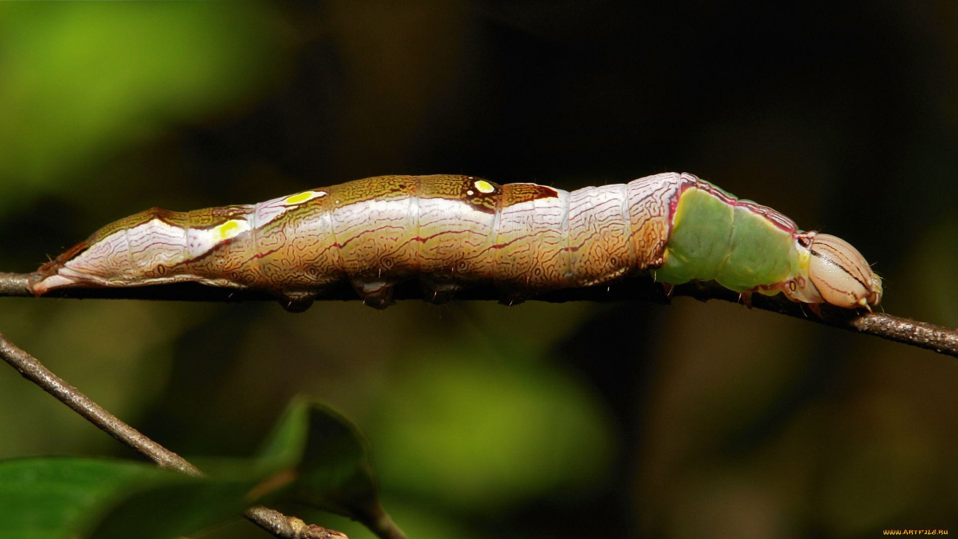 животные, гусеницы, гусеница, веточка, макро, itchydogimages